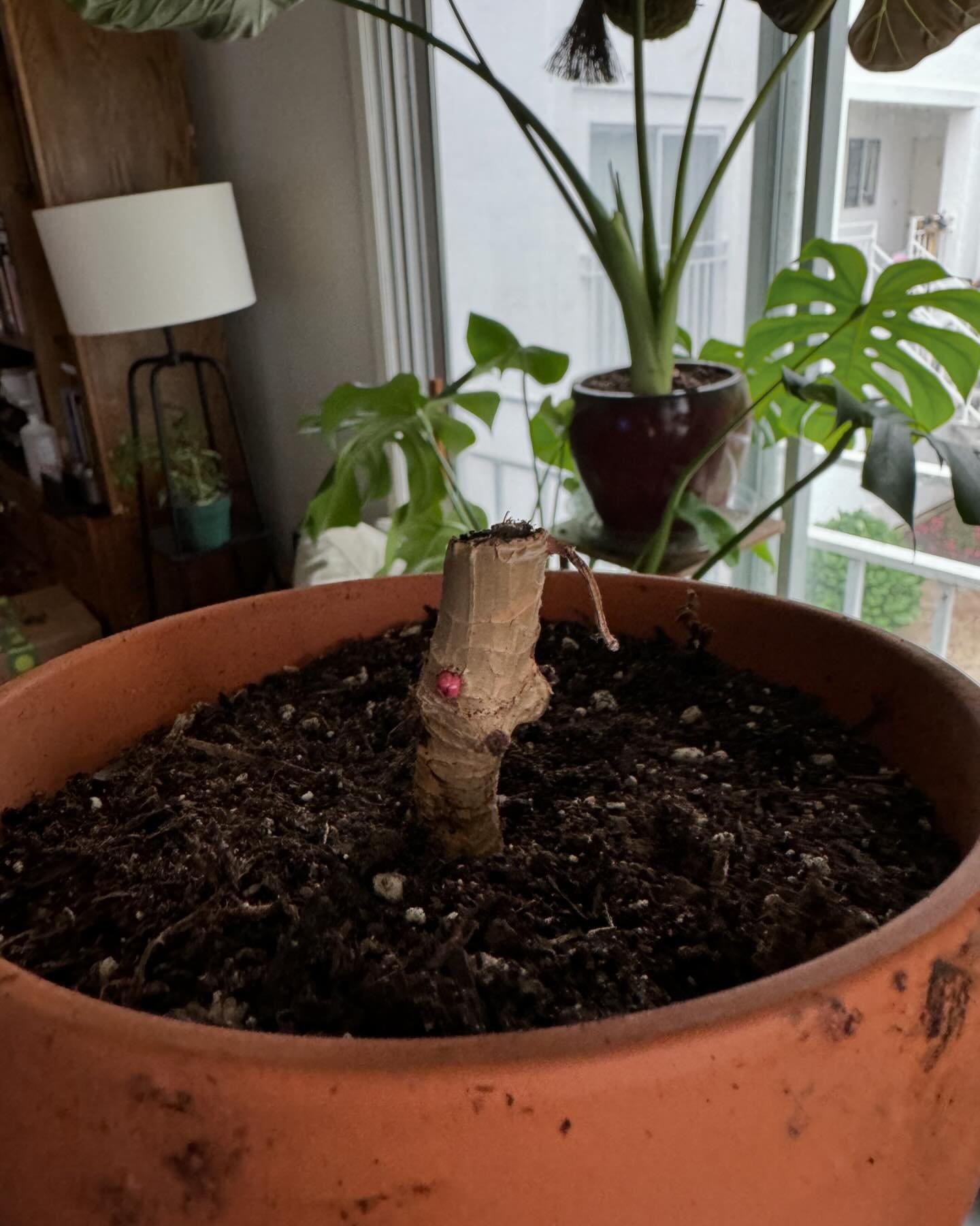 BIG REVEAL: The mystery plant was a Painted Lady Philodendron! Hopefully she recovers so you can all see how beautiful she is!

My method for repotting her was pretty simple as it is with any plant, I emptied the pot she was in and inspected her root