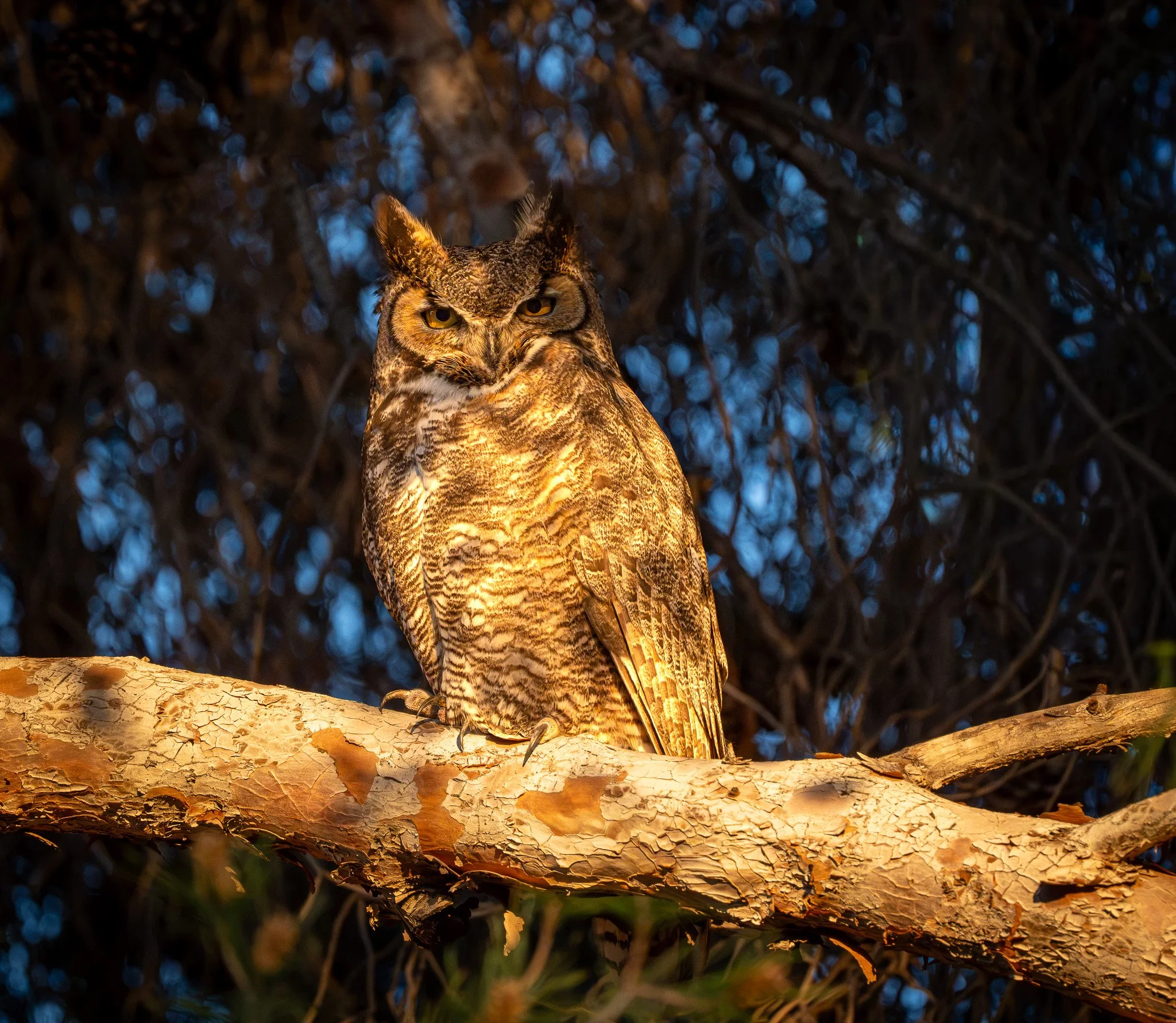 Male Great Horned Owl awaiting sunset to start hunting while his mate is incubating eggs
