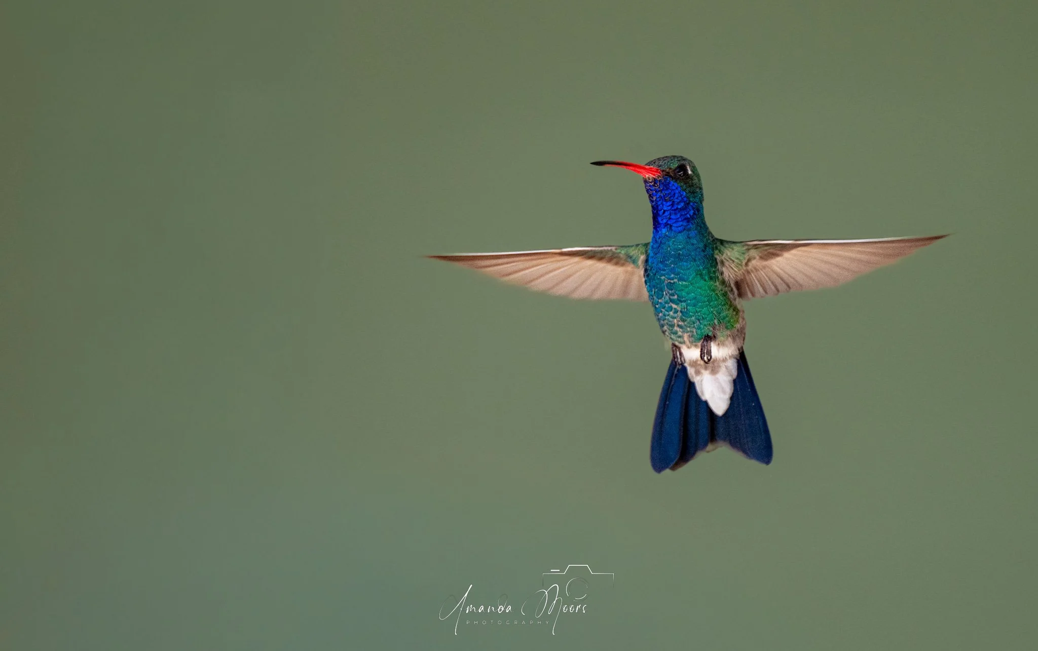 Broad-billed Hummingbird hovering briefly as he visited our home before migrating further North