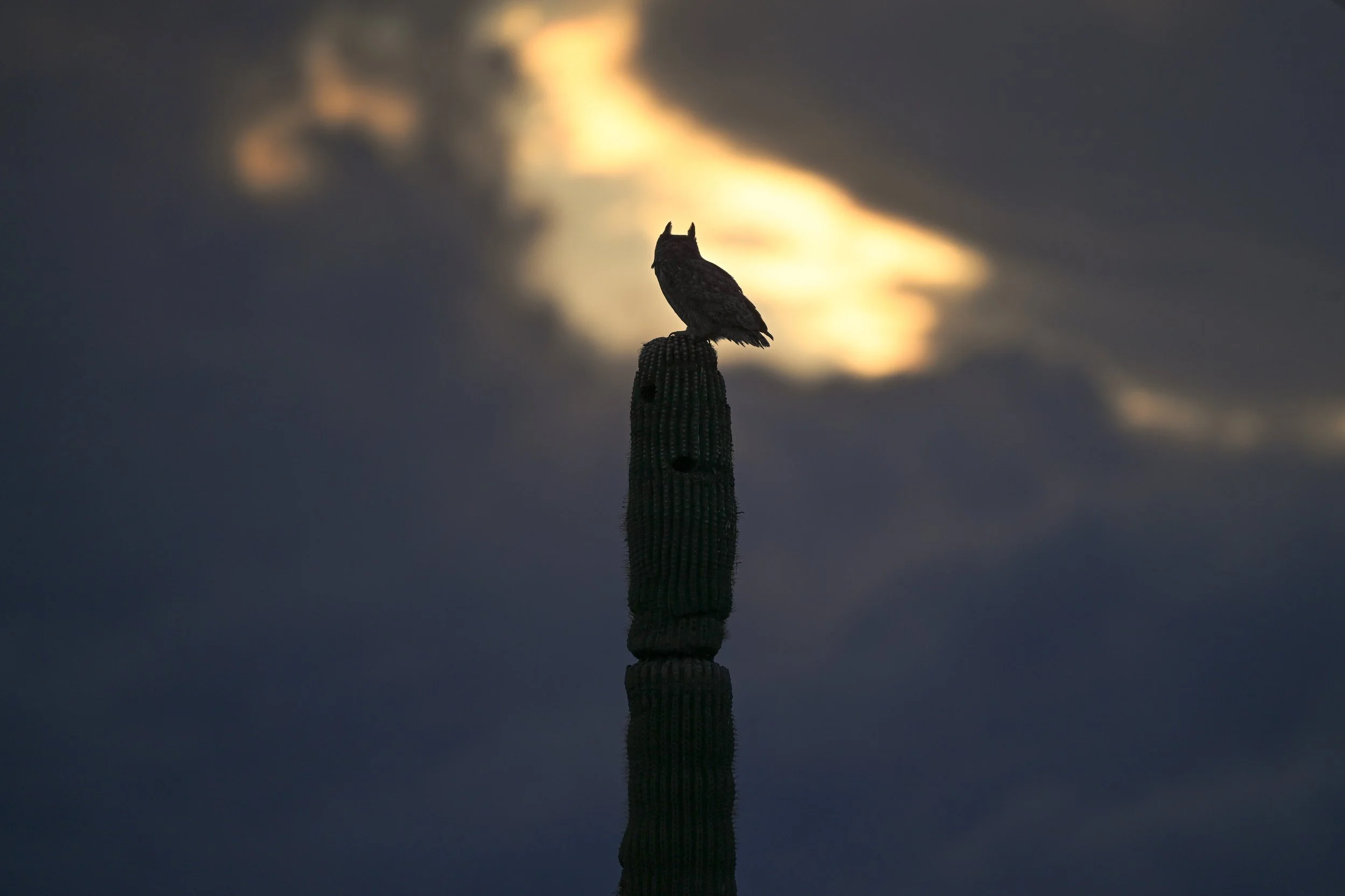 Owls