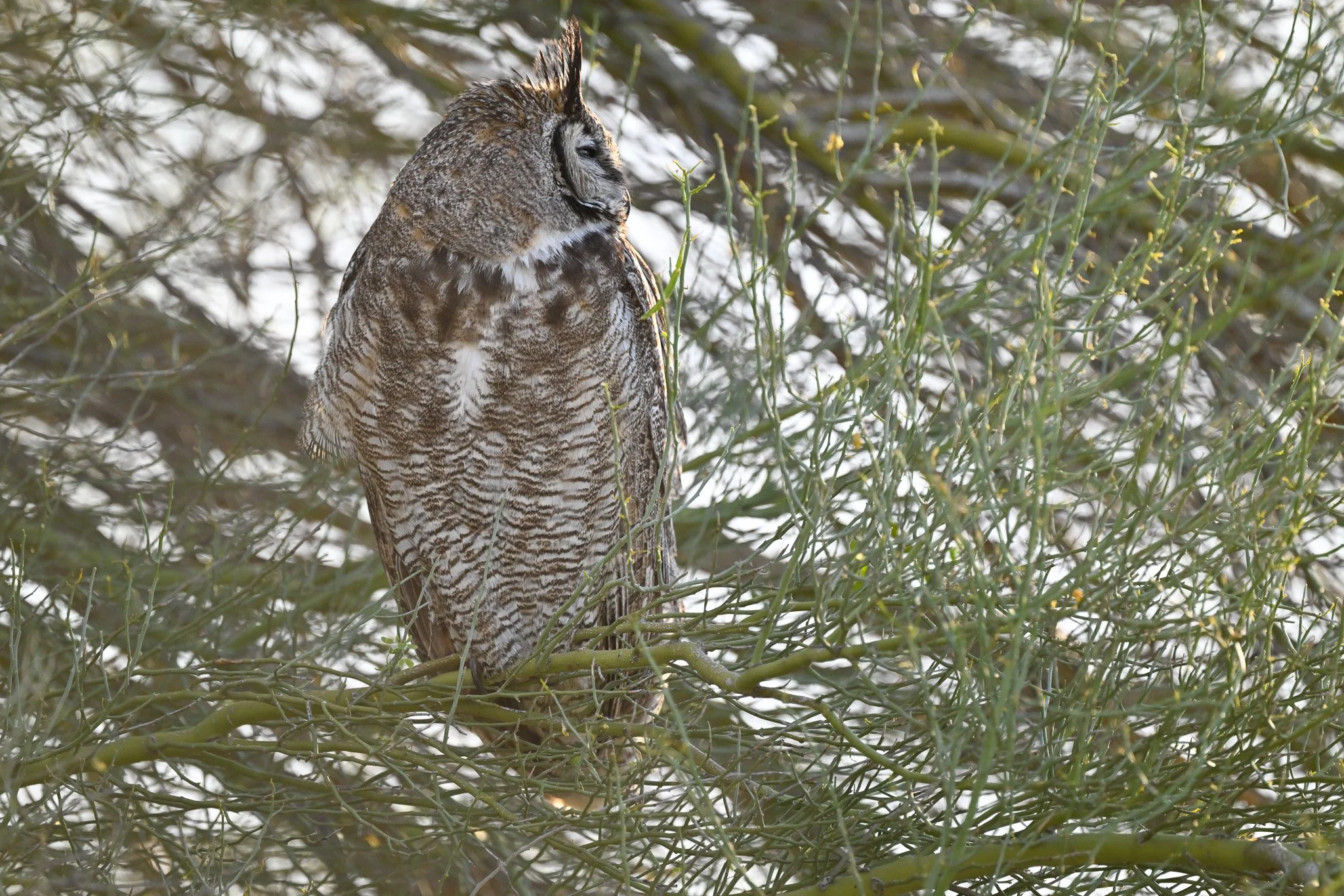 Great Horned Owl in Palo Verde head turned
