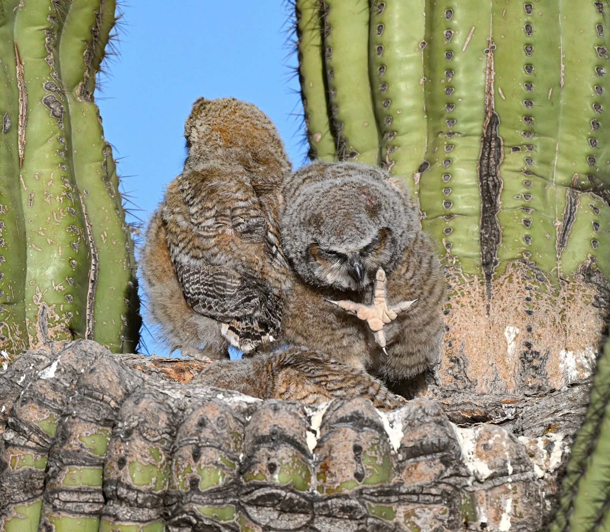 Nestling Great Horned Owl showing his foot