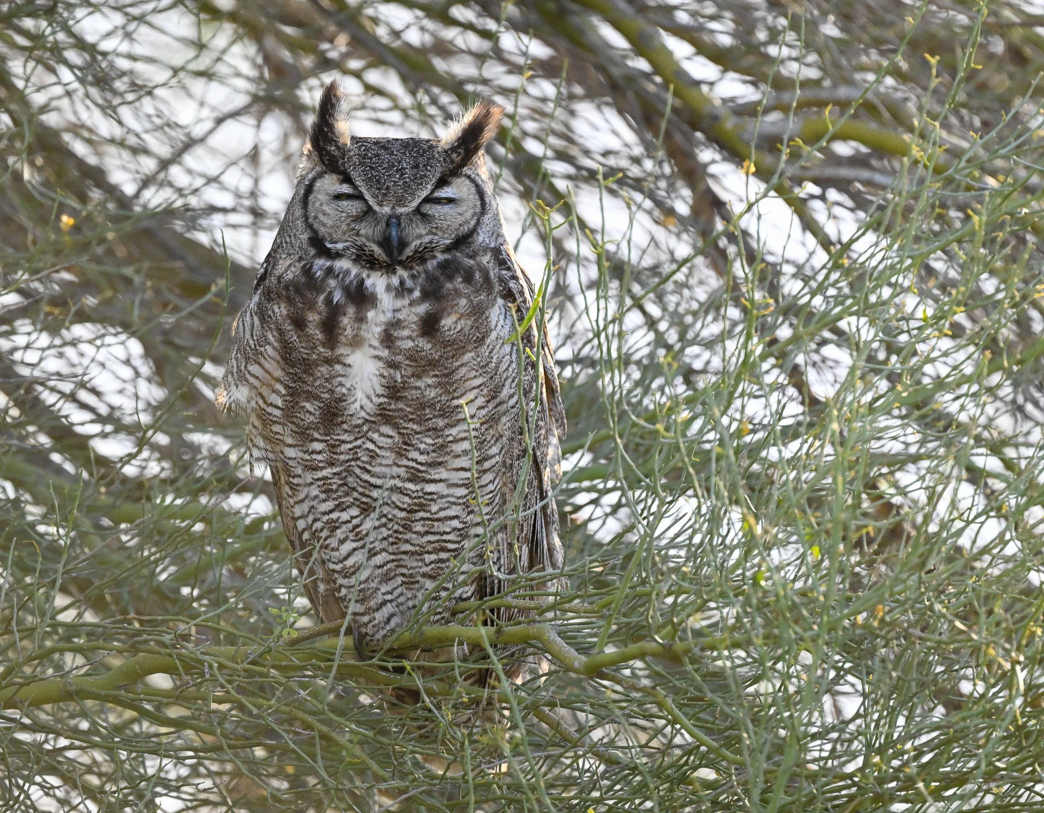 Great Horned Owl sleeping in Palo Verde