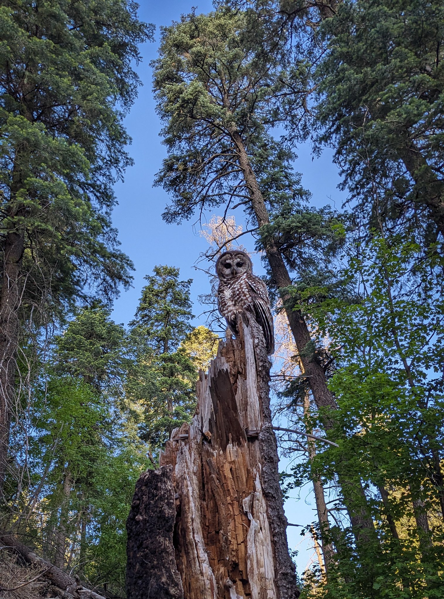 Mexican Spotted Owl on burnt snag
