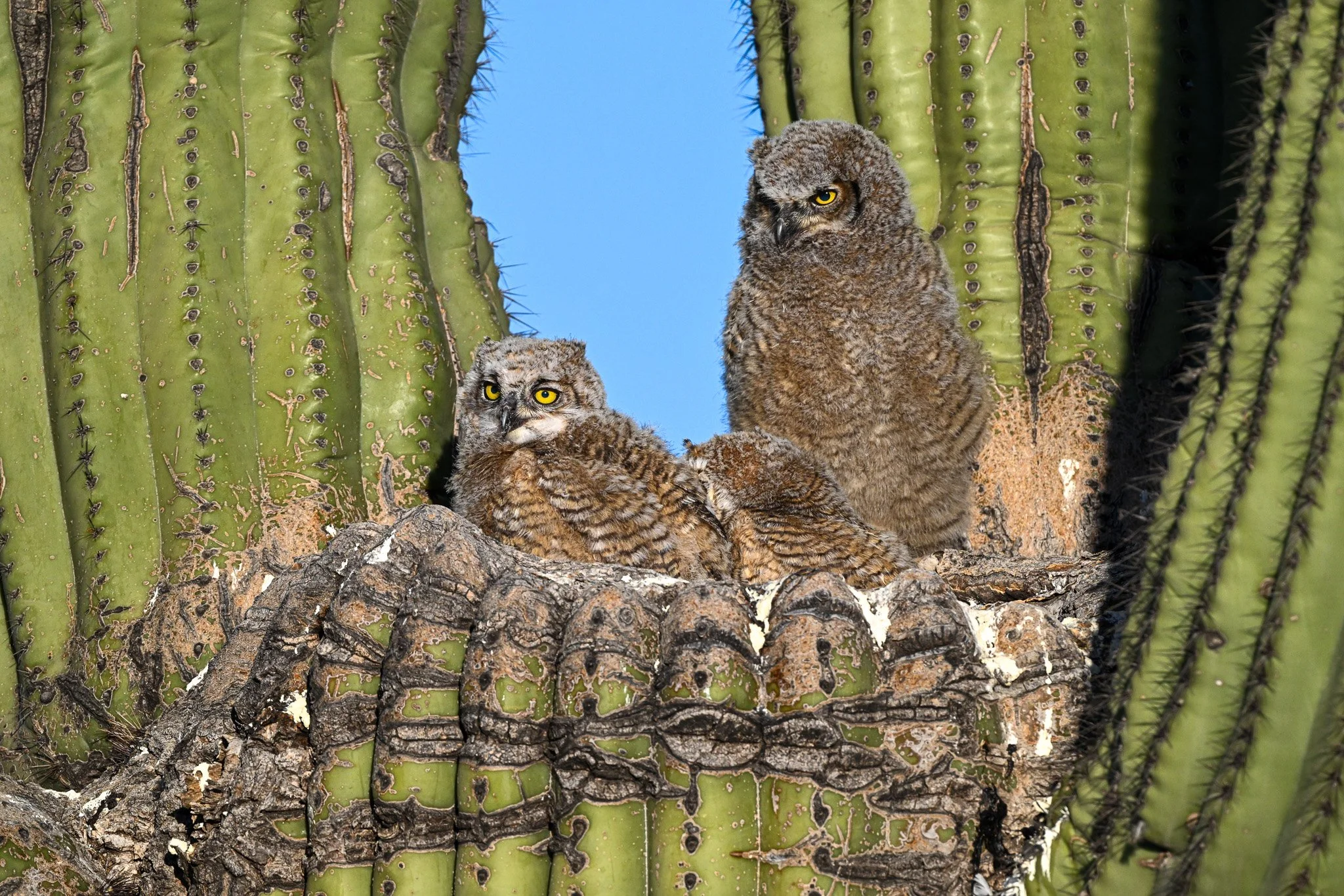 Nestling Great Horned Owls in Saguaro