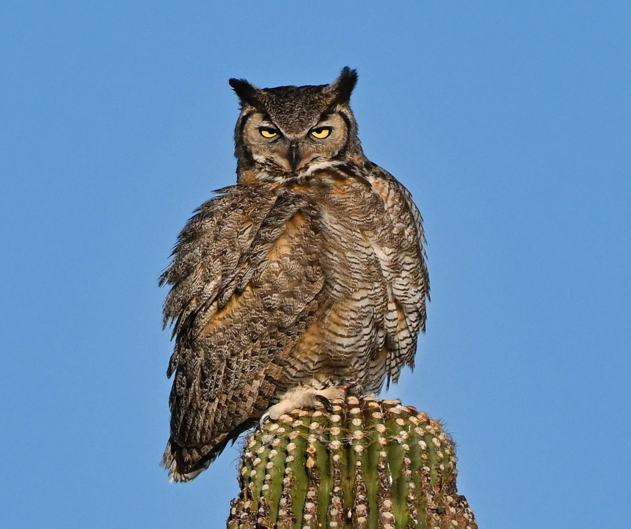 Great Horned Owl fluffed up on a saguaro
