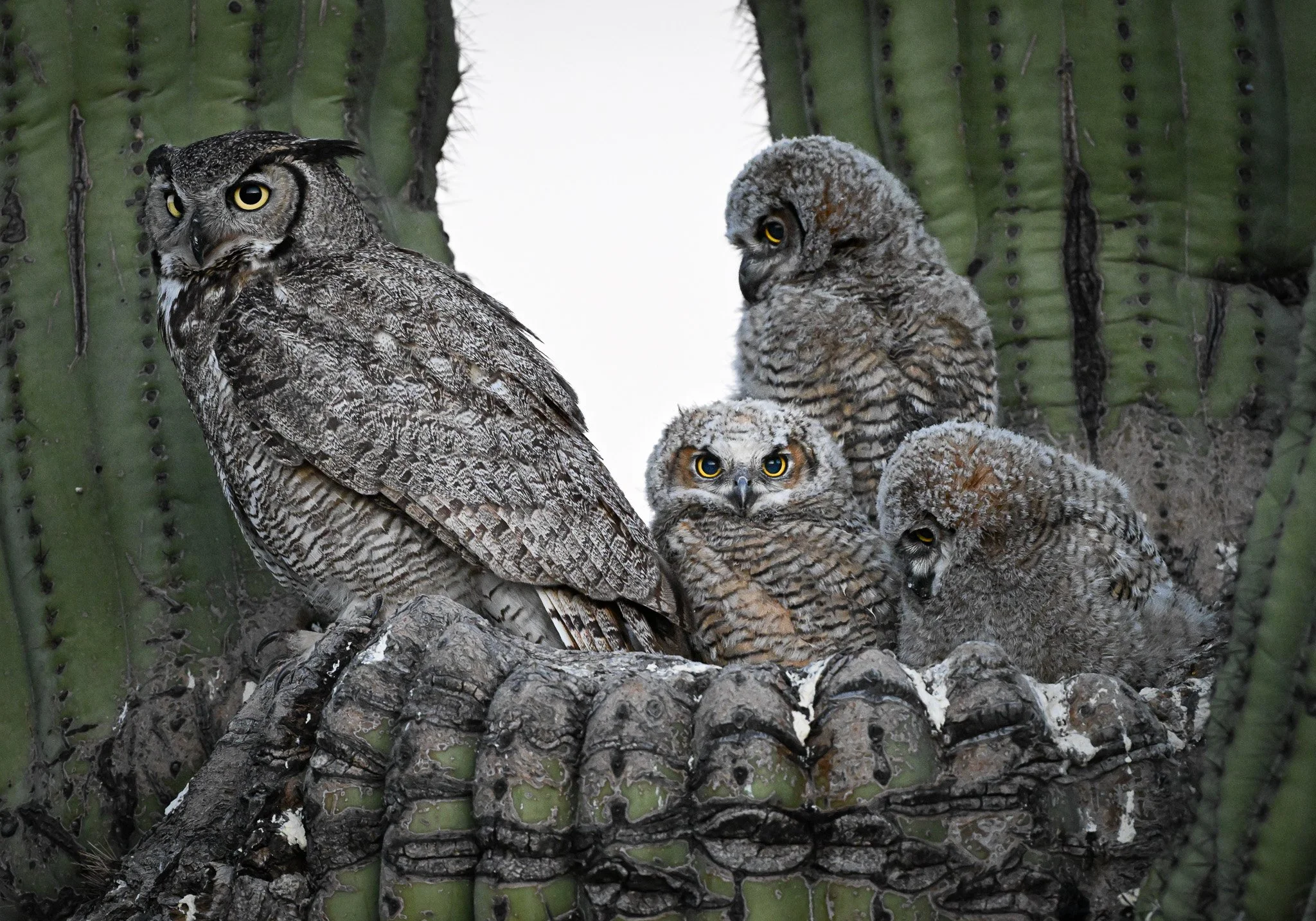 Female Great Horned Owl with 3 Chicks in Saguaro Cactus Nest