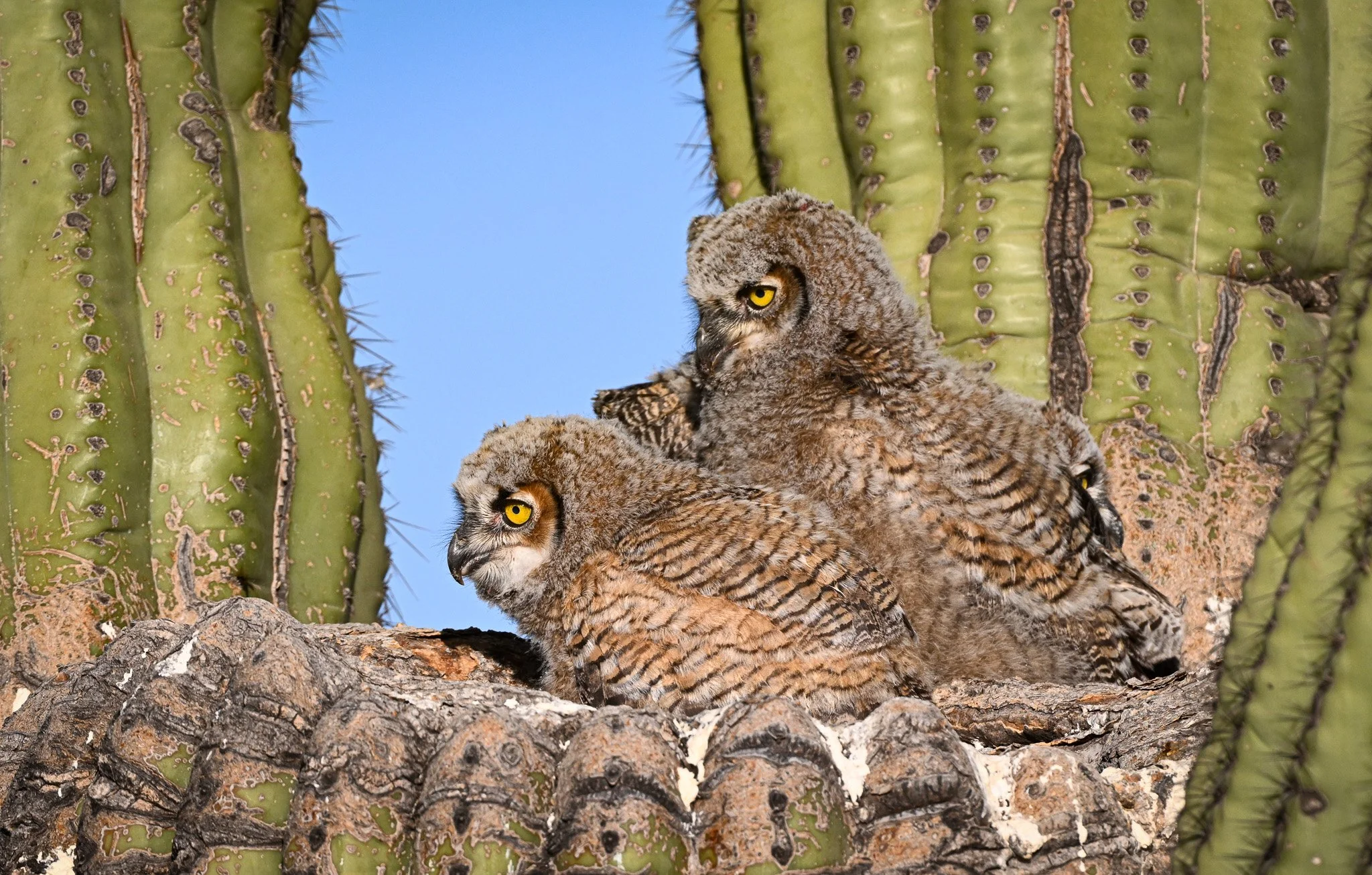 3 Great Horned Owl Nestlings
