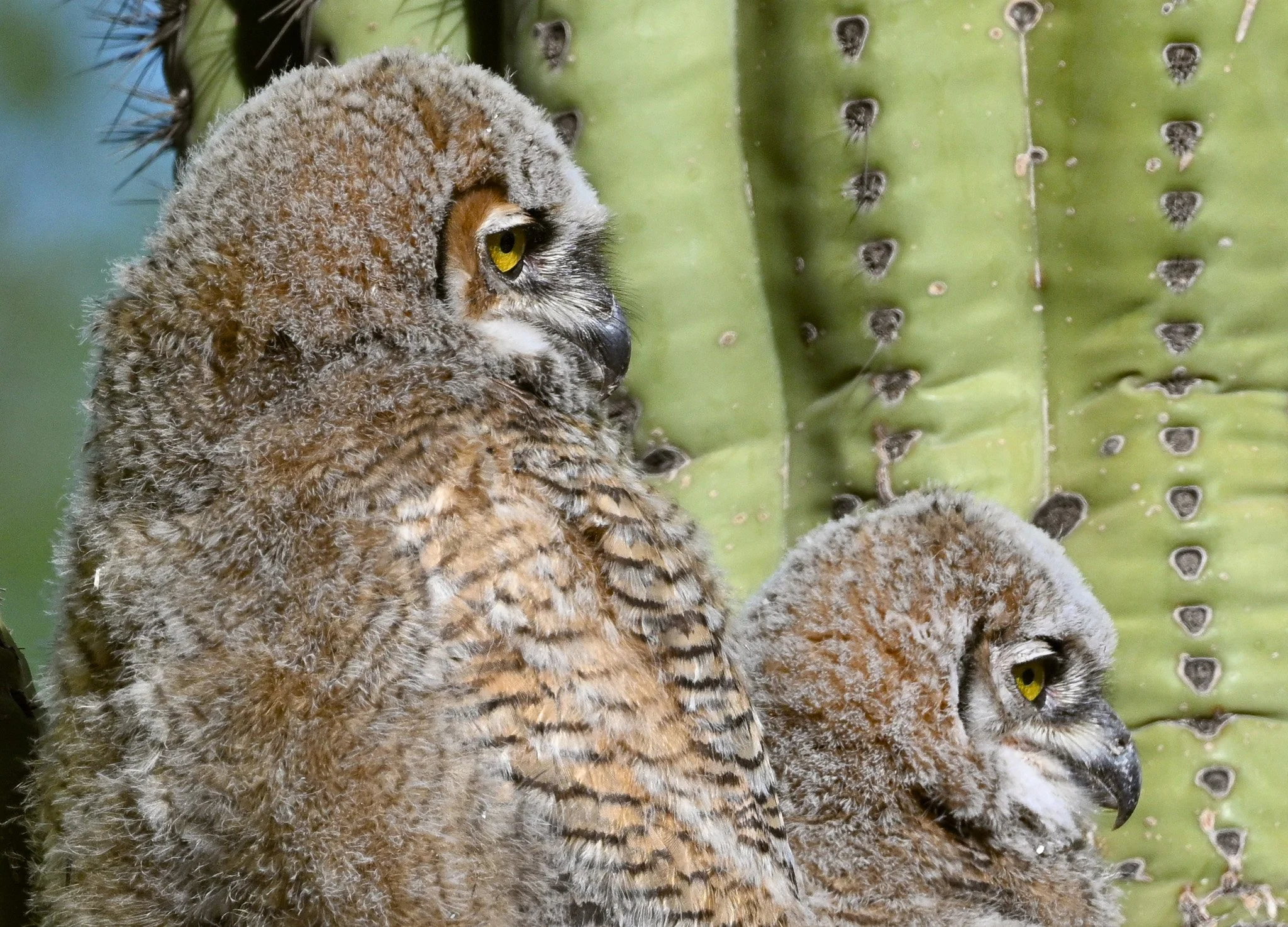 2 Great Horned Owl Nestlings Close-up