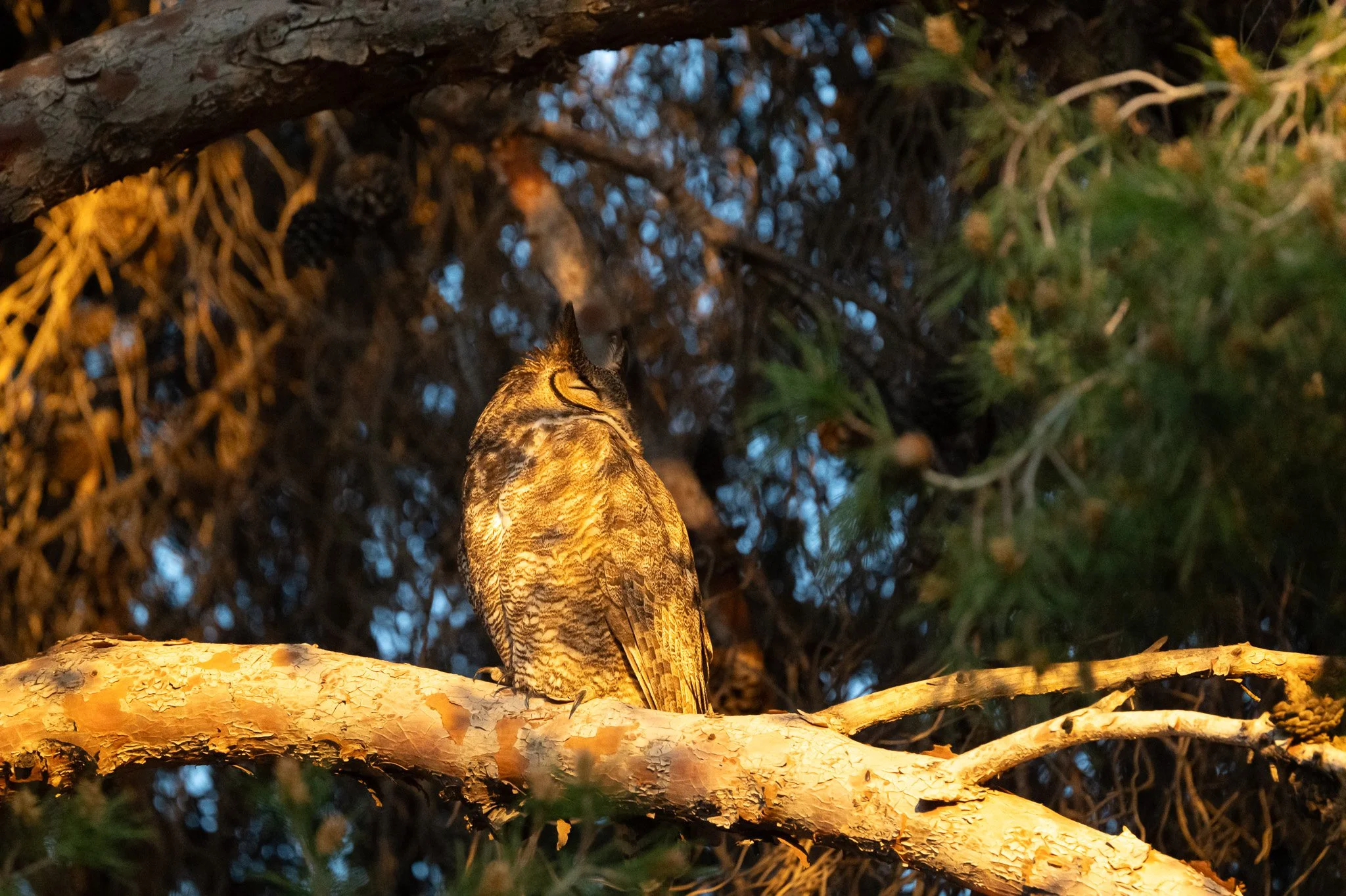 Male Great Horned Owl on roost