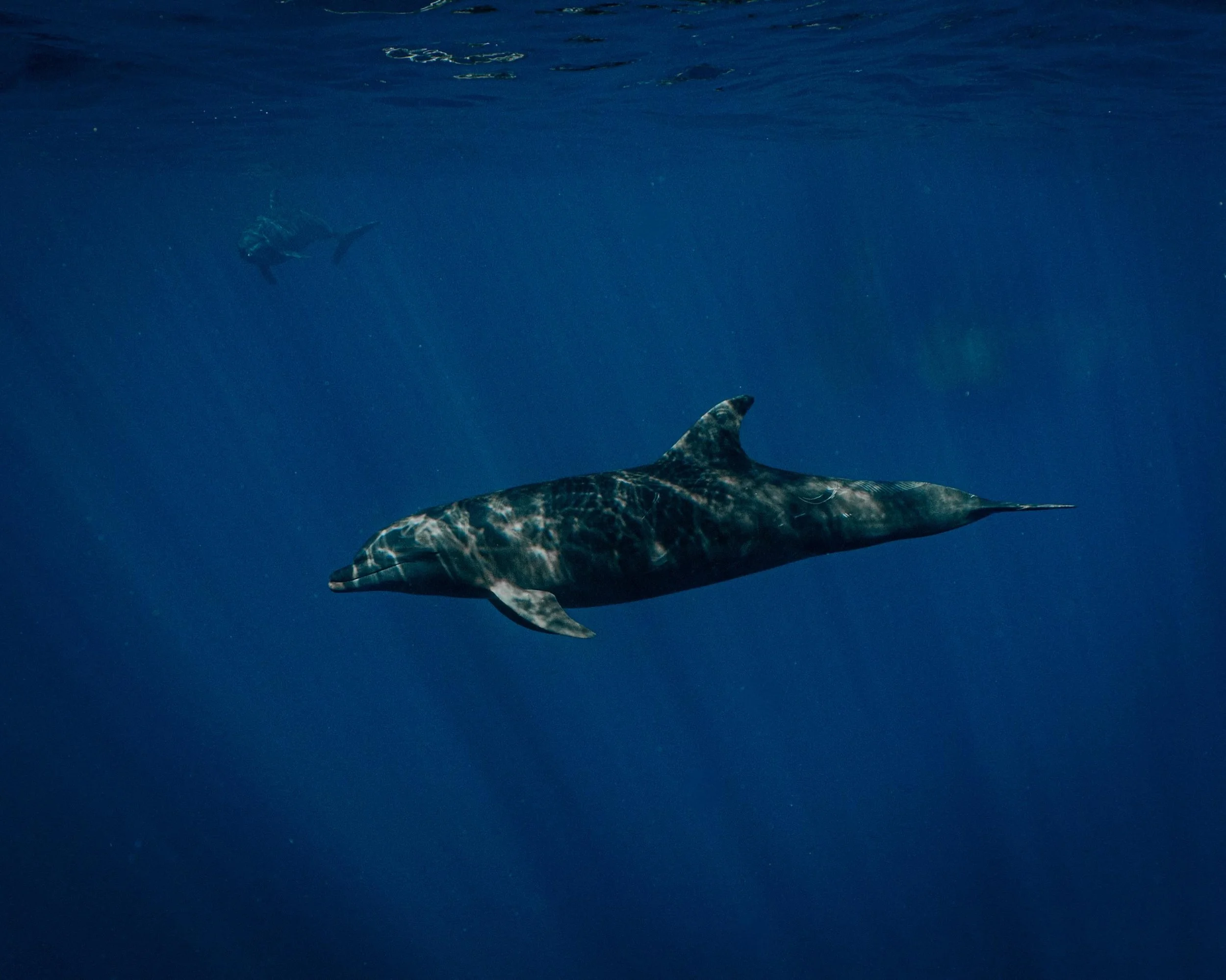 Every coastline tells its own dolphin story.

The Greeks believed dolphins carried drowned sailors&rsquo; souls home, and placed one in the sky as the constellation Delphinus. Along the Amazon, locals still tell of a river dolphin that comes ashore a