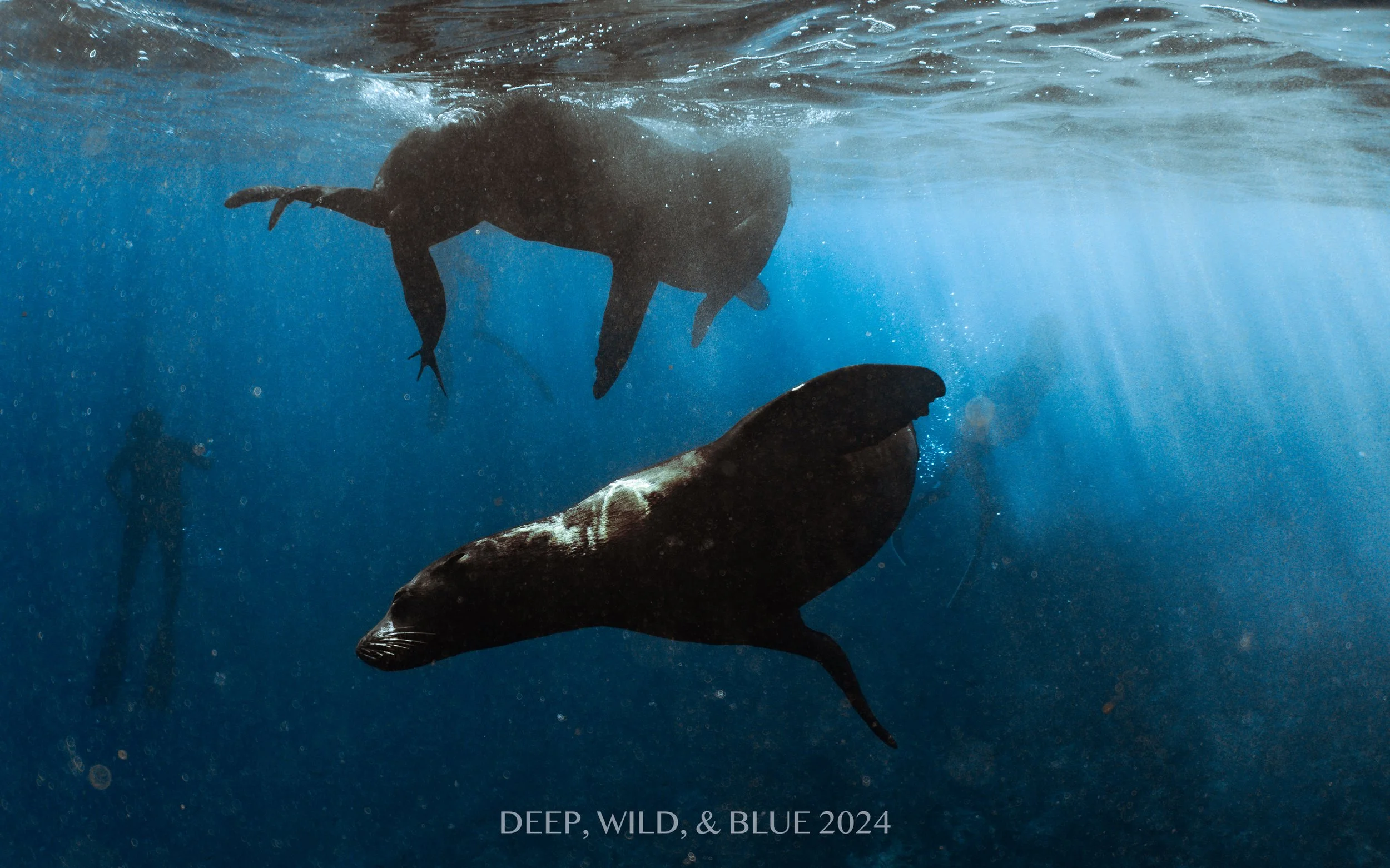 SEA LIONS LA VENTANA
