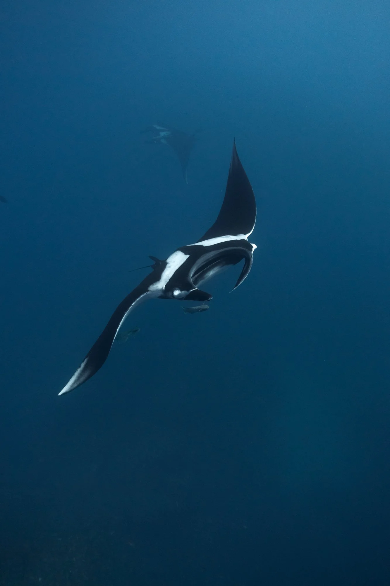 Manta ray la ventana