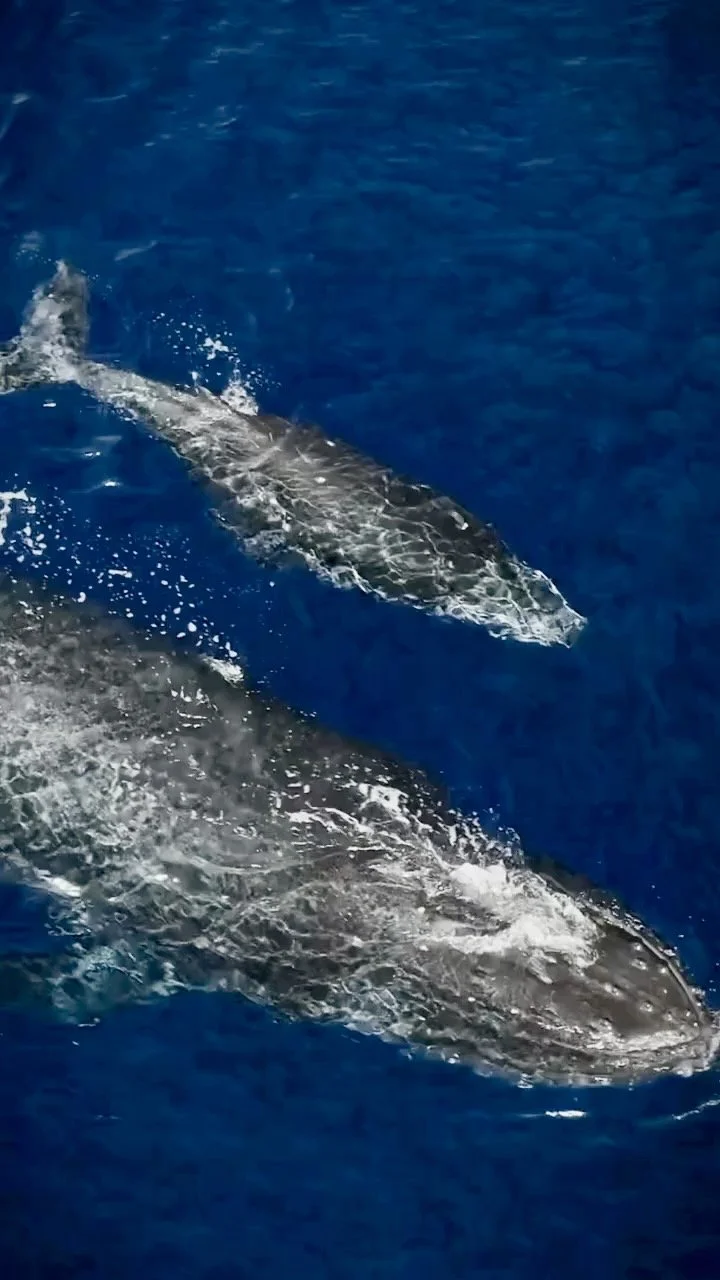 WHALES LA VENTANA