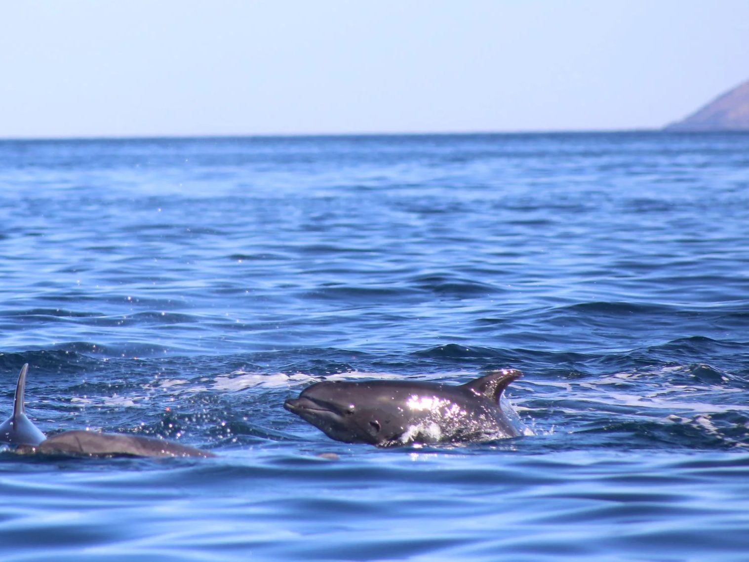 DOLPHIN LA VENTANA