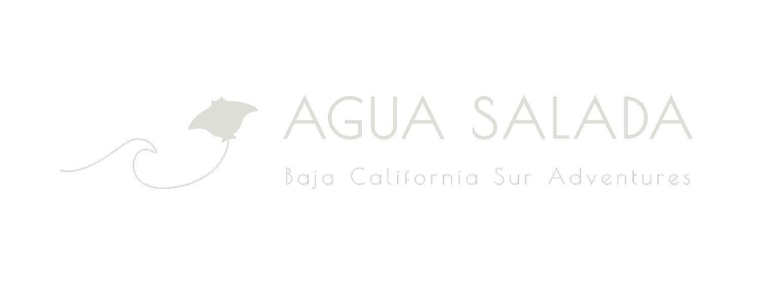 Discover Baja Sur