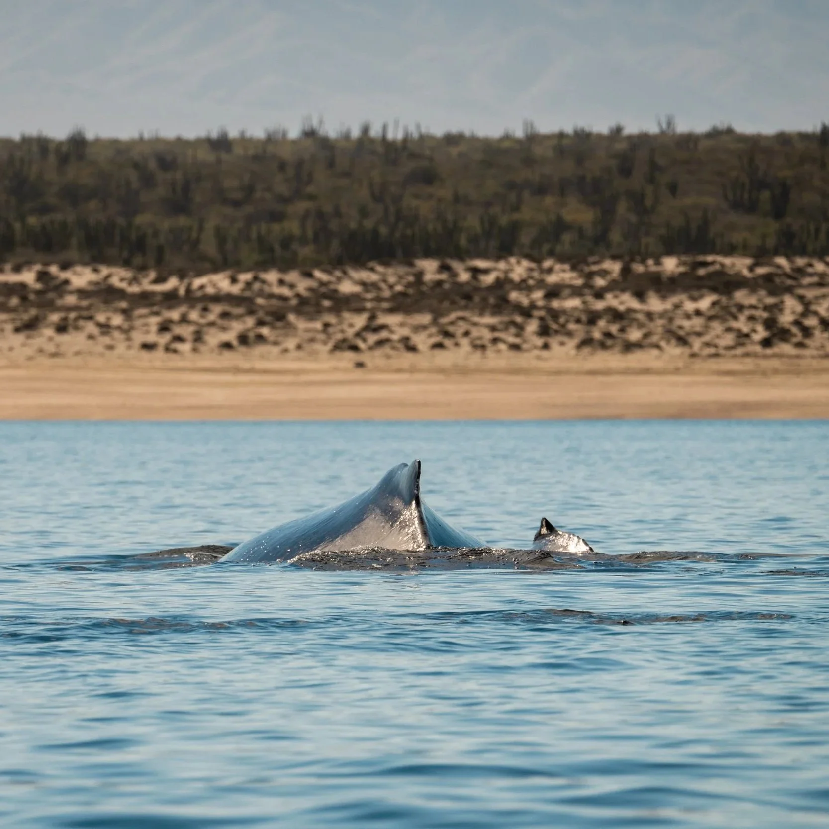 humpback whale la ventana