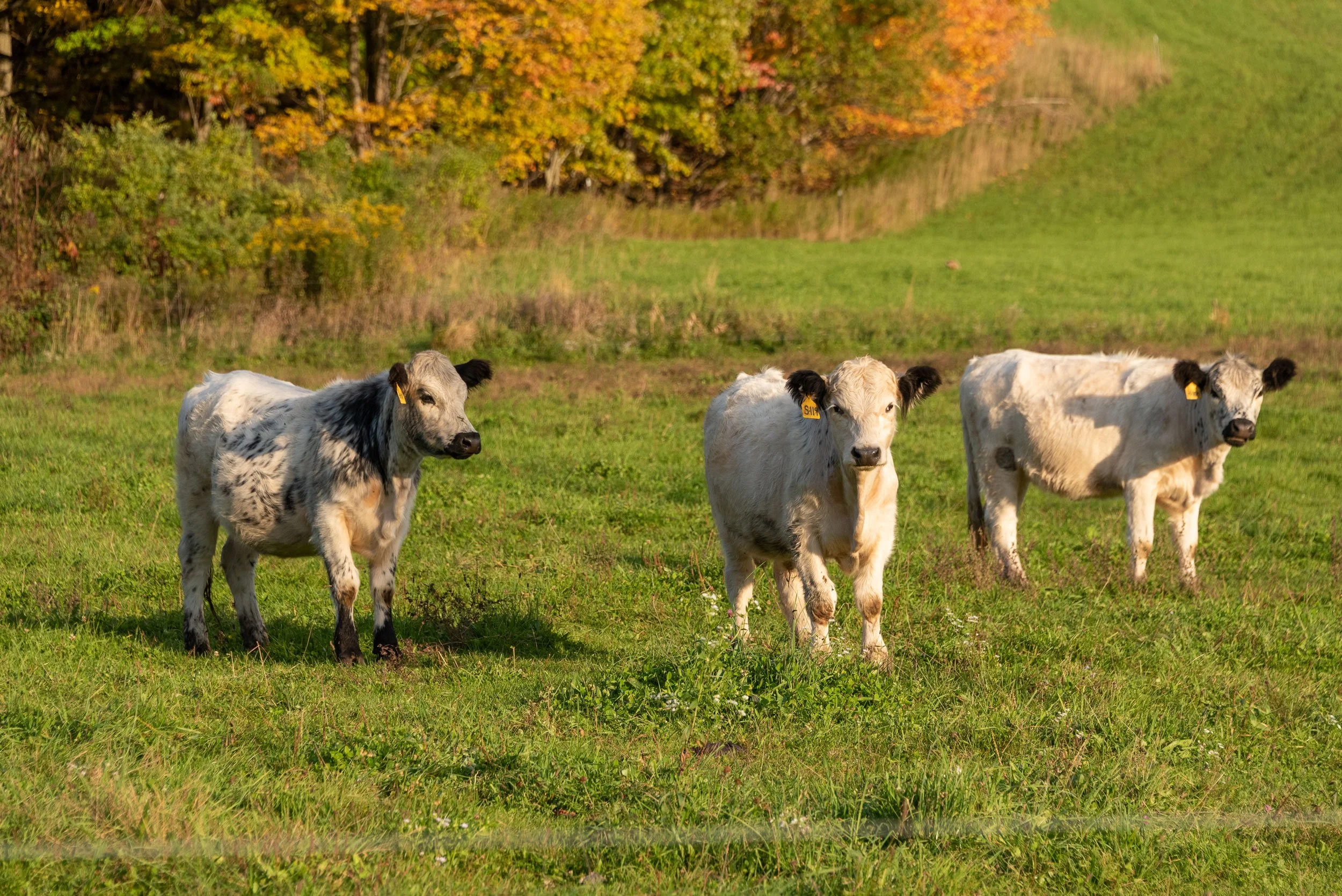 DSC_7159.jpg