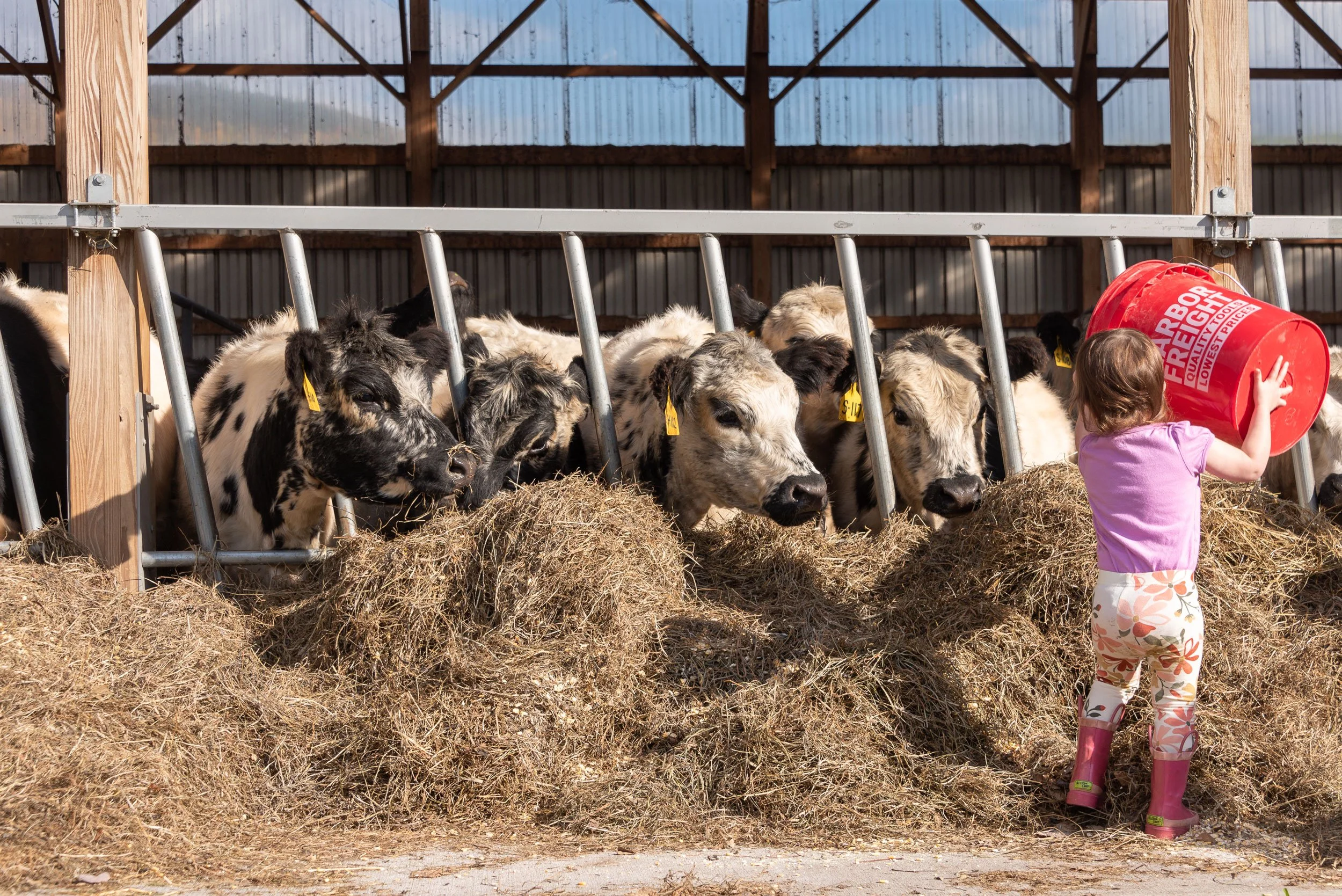 History — Gladstone Farms