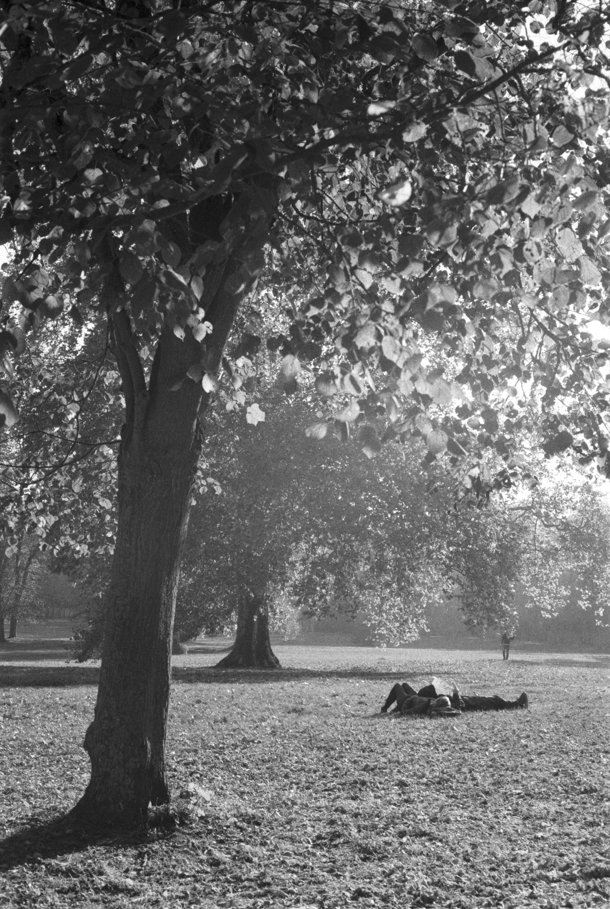 Versailles Tree Final low.jpg