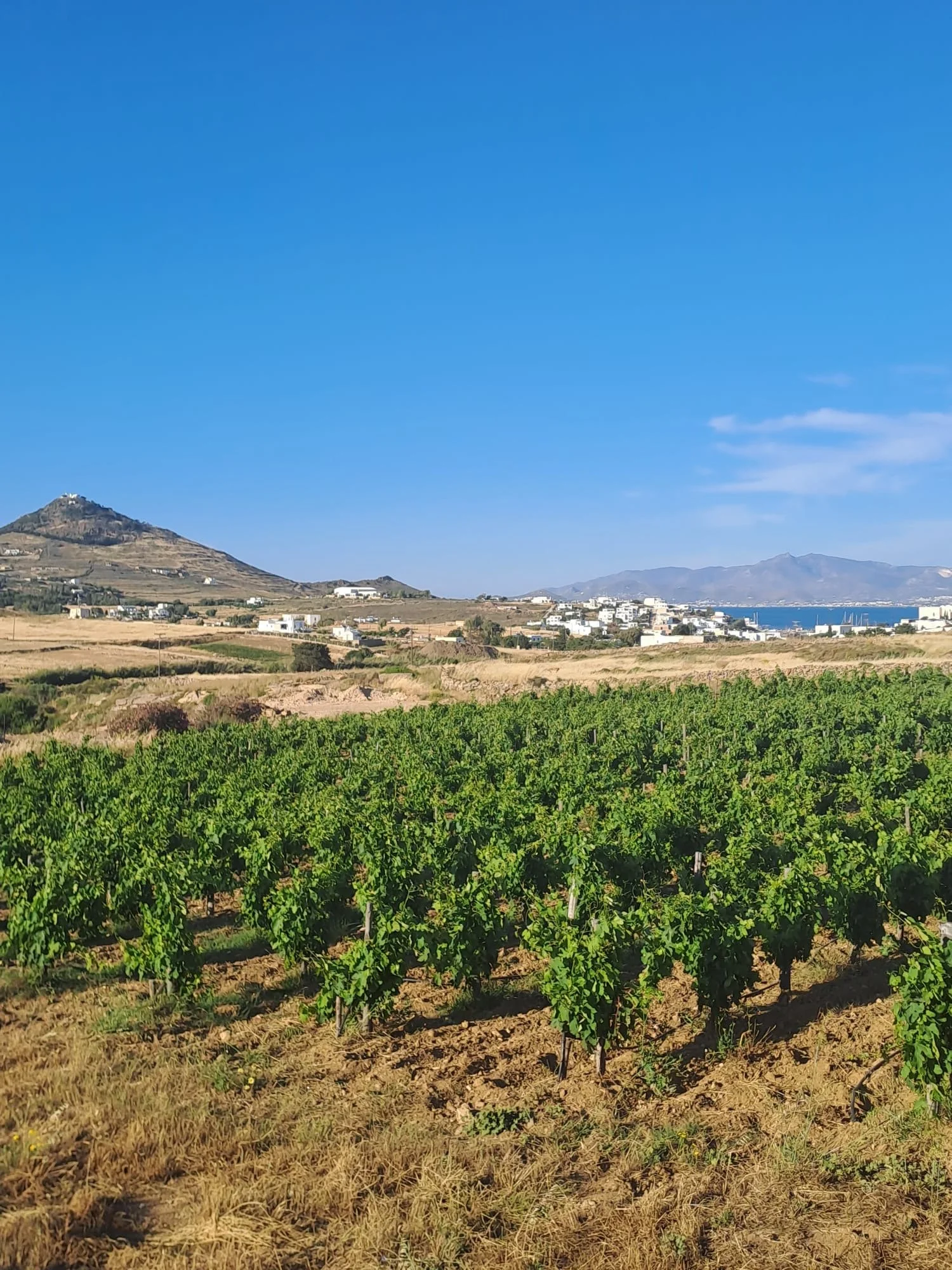 rows of green grape wine vines with a hill in the background and white house further out at MYRSINI winery Paros Greece