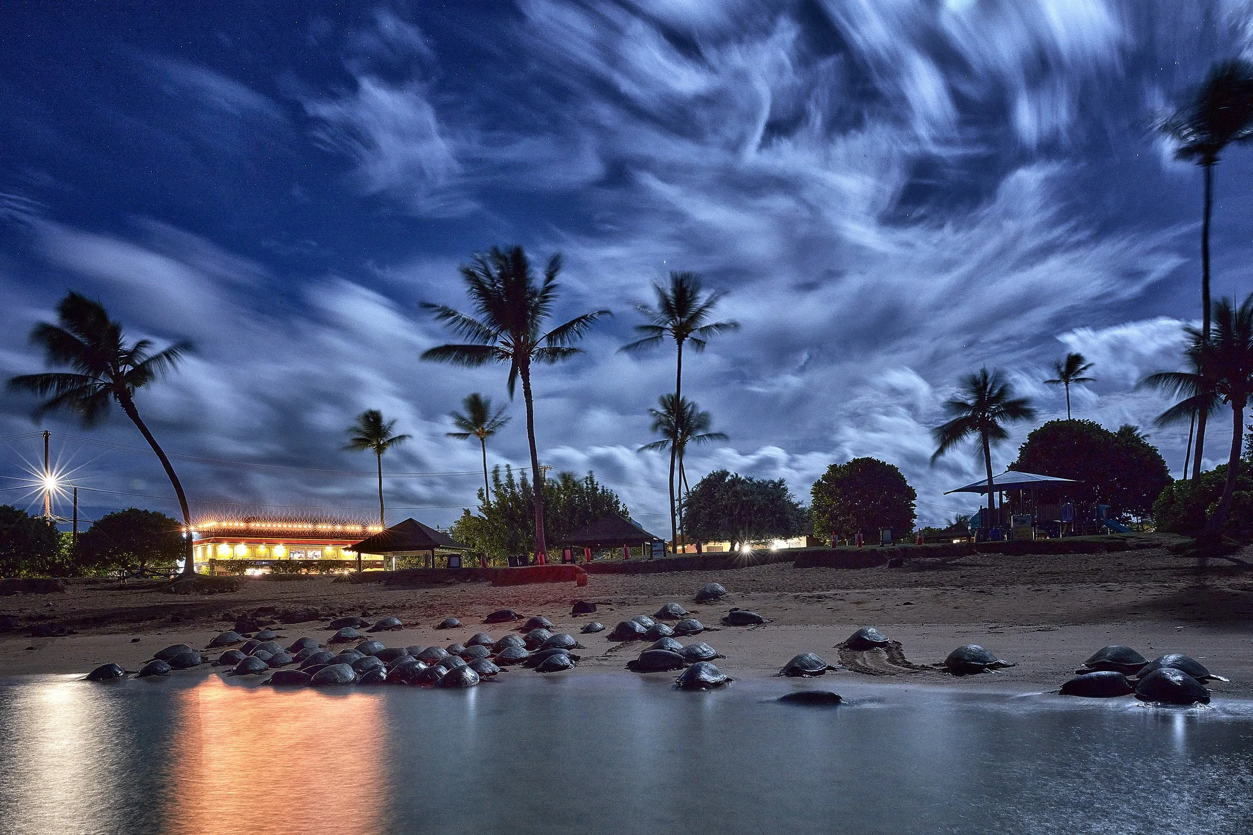 Honu at Poipu Beach during a Full Moon.
