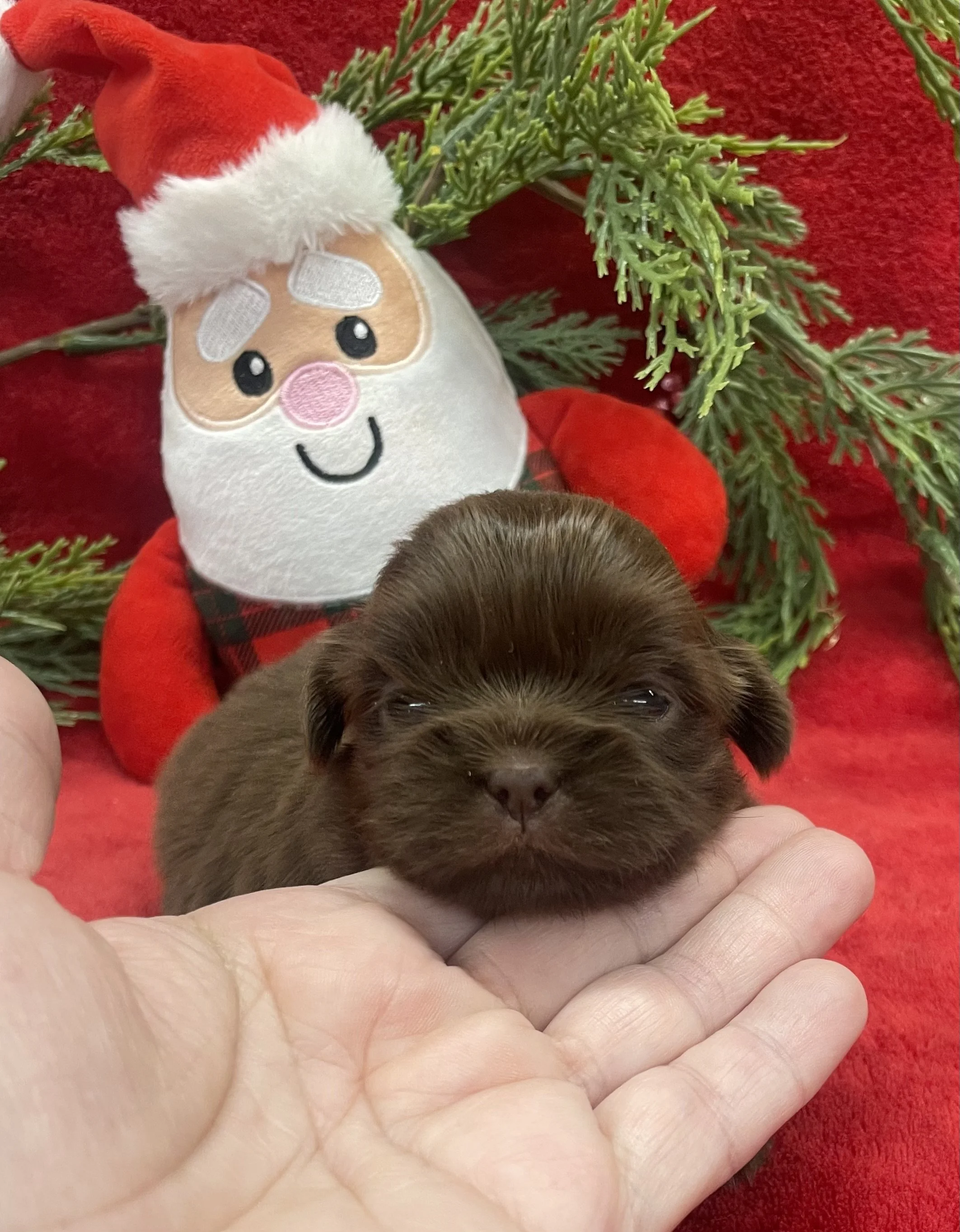 Sunshine female CKC Shih-Tzu