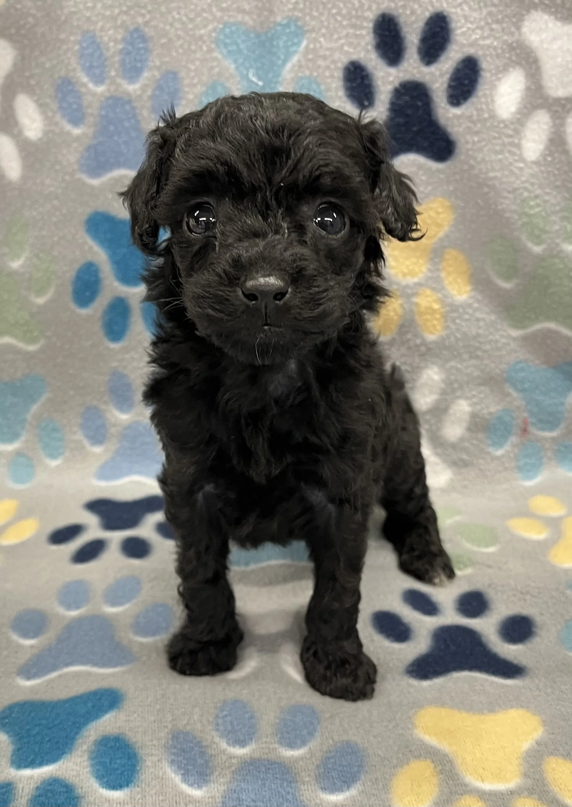 Gigi CKC female Poodle