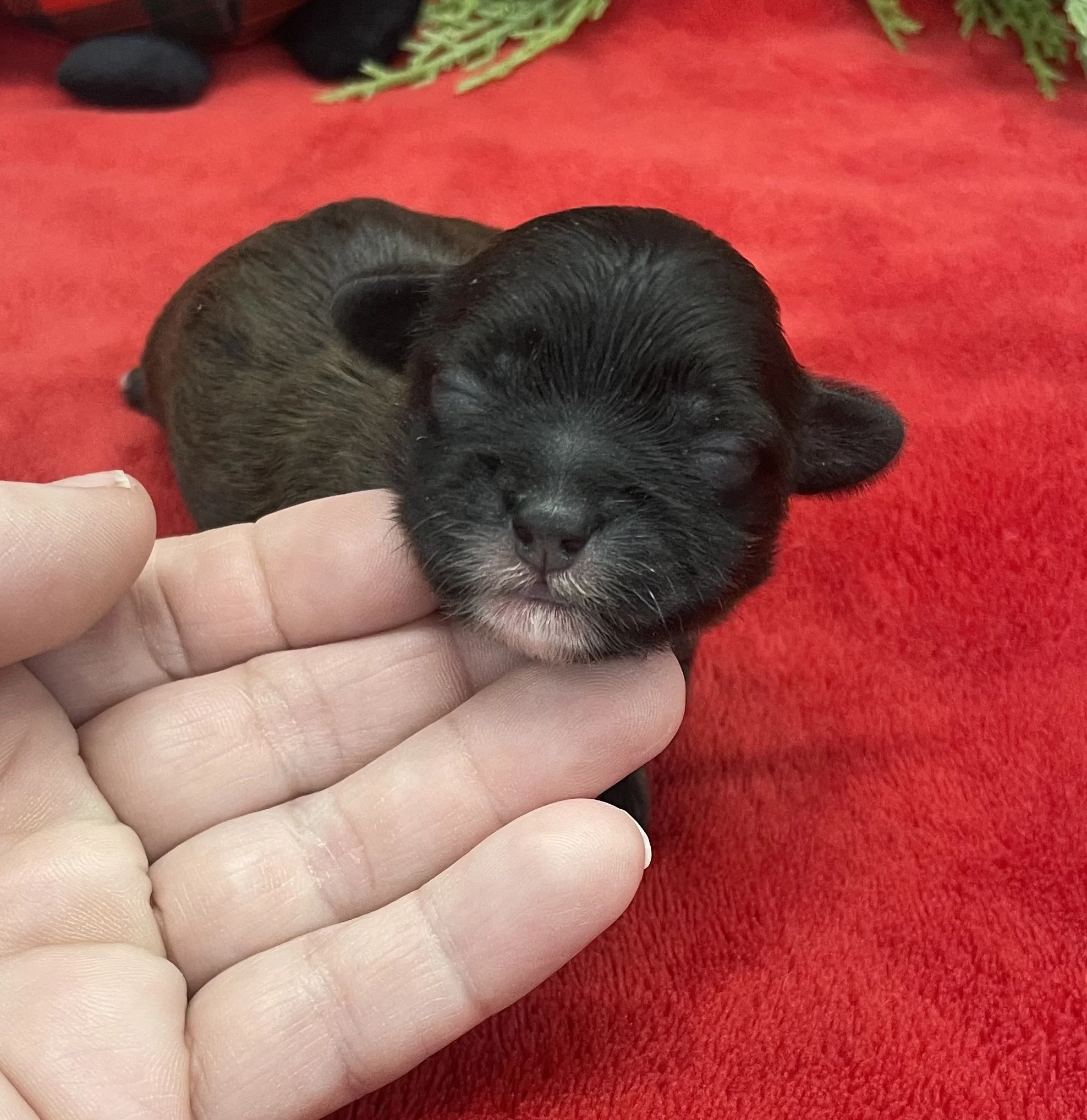 Danni female CKC Shihpoo