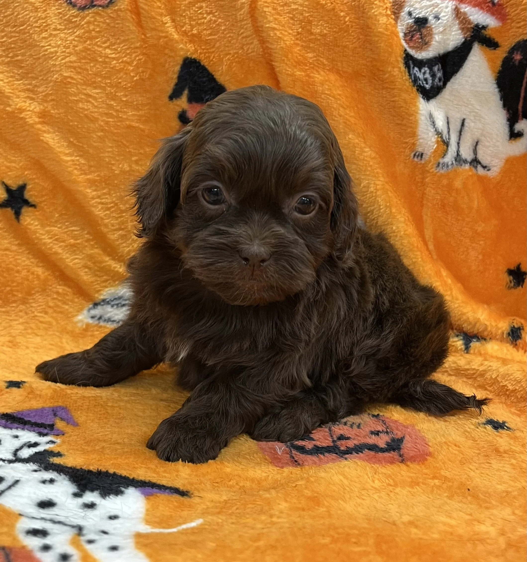 Captain male CKC Shihpoo
