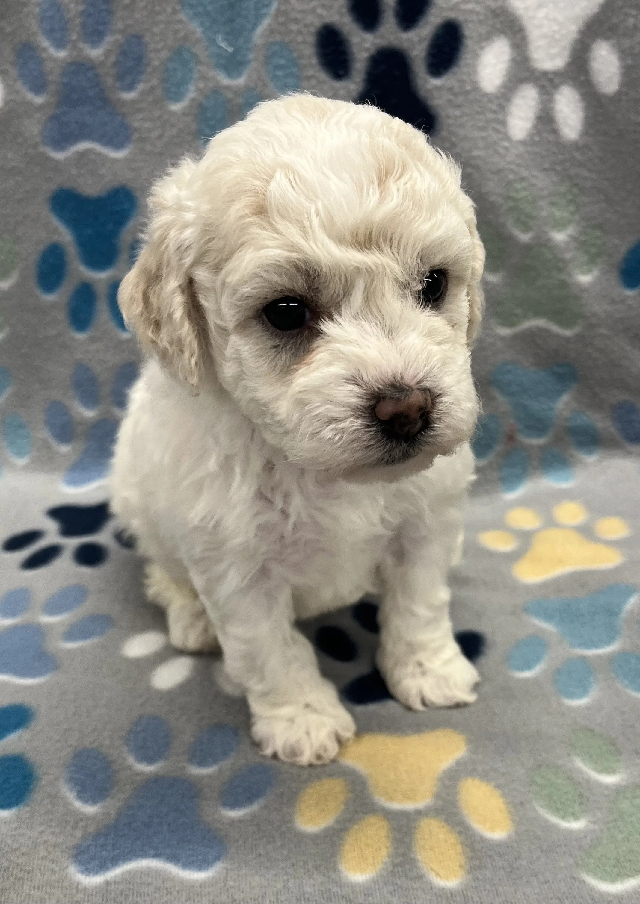 Jeanie CKC female Poochon