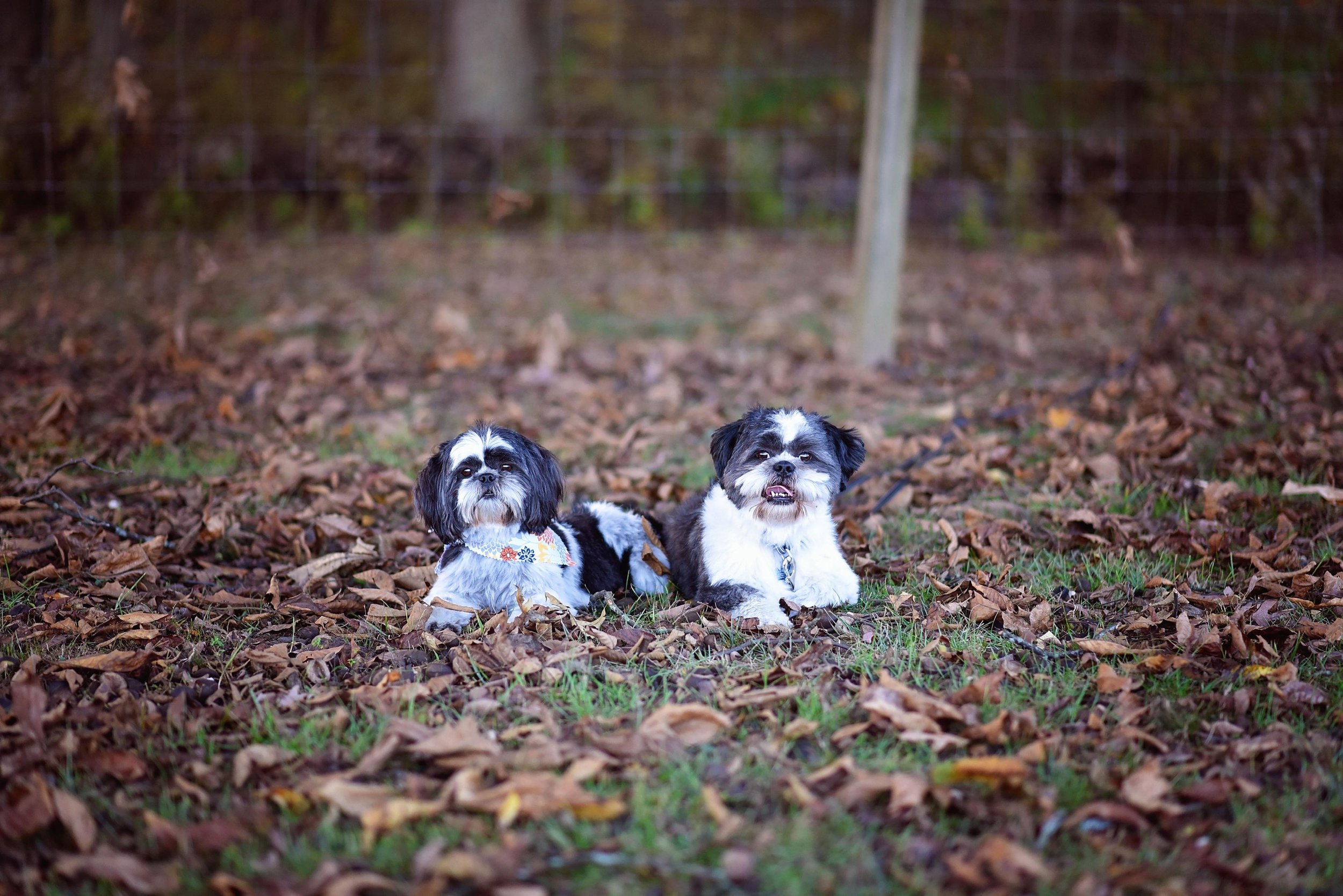 Two Shih Tzu dogs lying on fallen leaves outdoors. Cute puppies for sale, puppy for sale near me, Bedford, IN 47421 47459 47403. puppies near me, toy poodles, shichon, bichon frise puppy, toy poodle puppy.