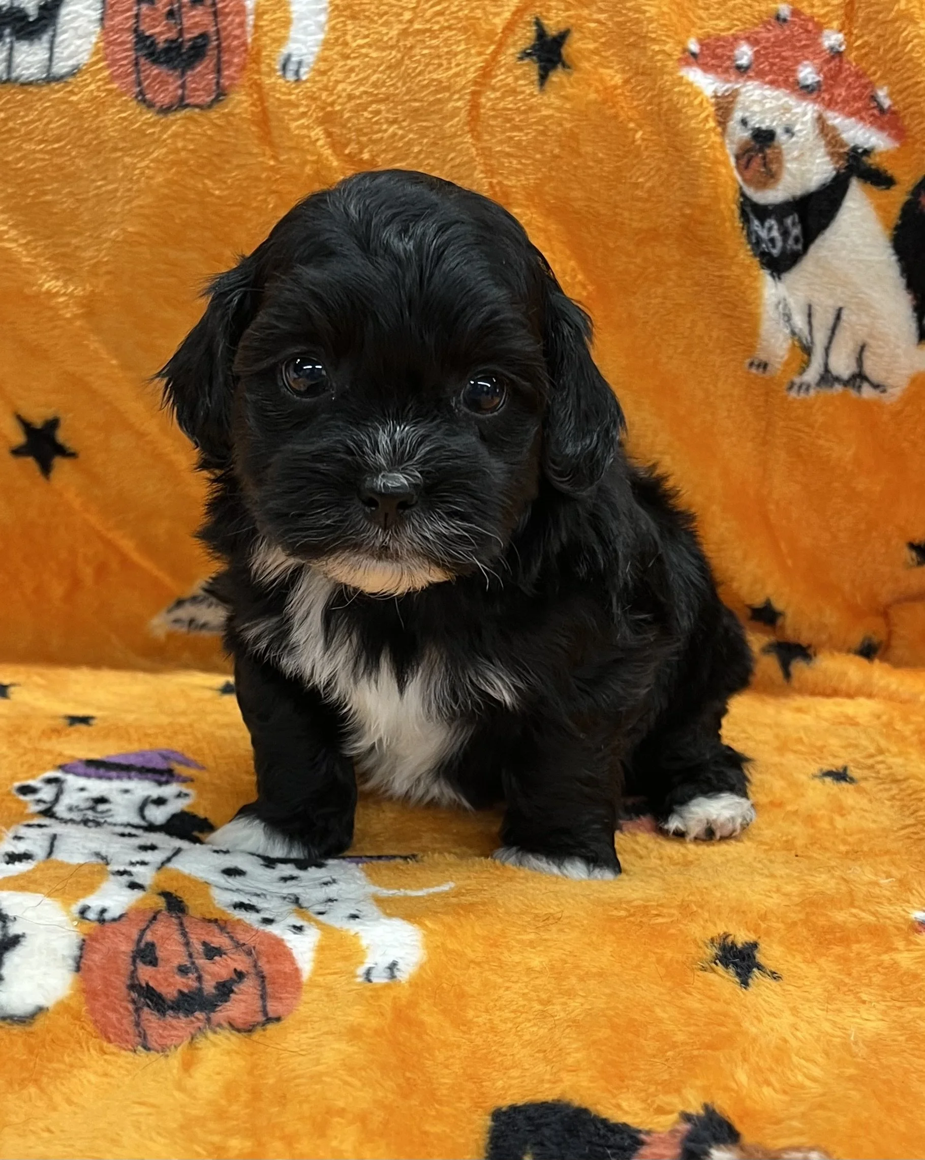 Charlie male CKC Shihpoo