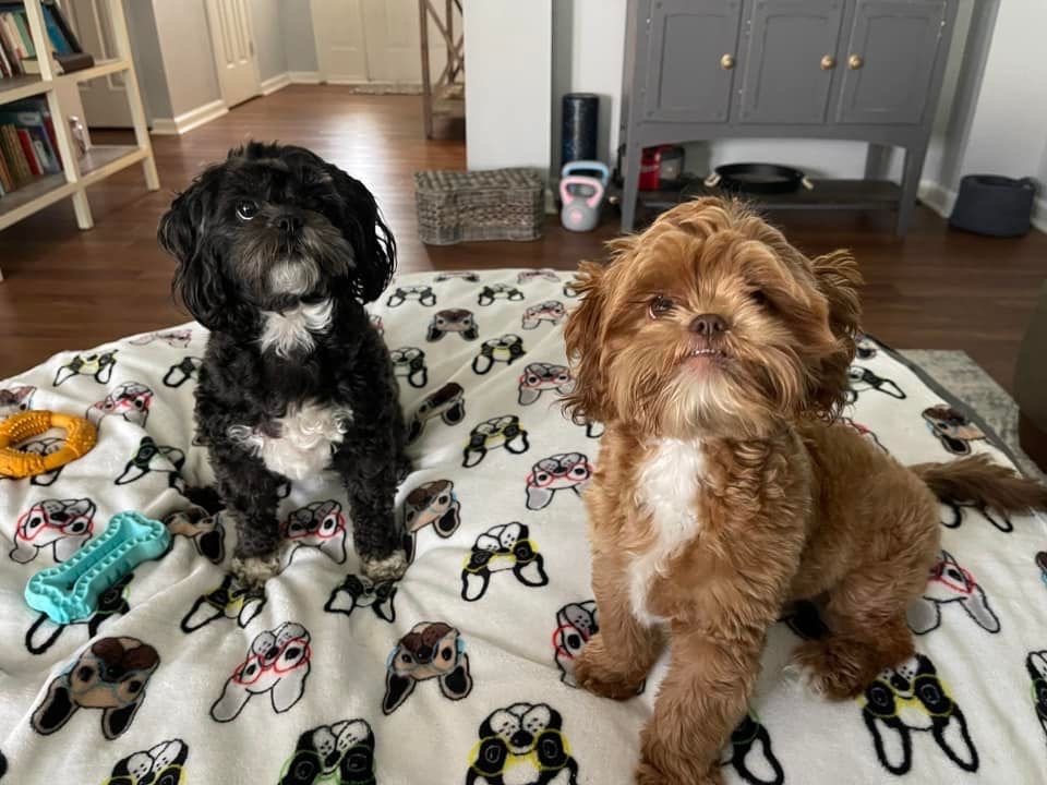 Two small dogs sitting on a dog-patterned blanket, one black and one brown, in a living room.