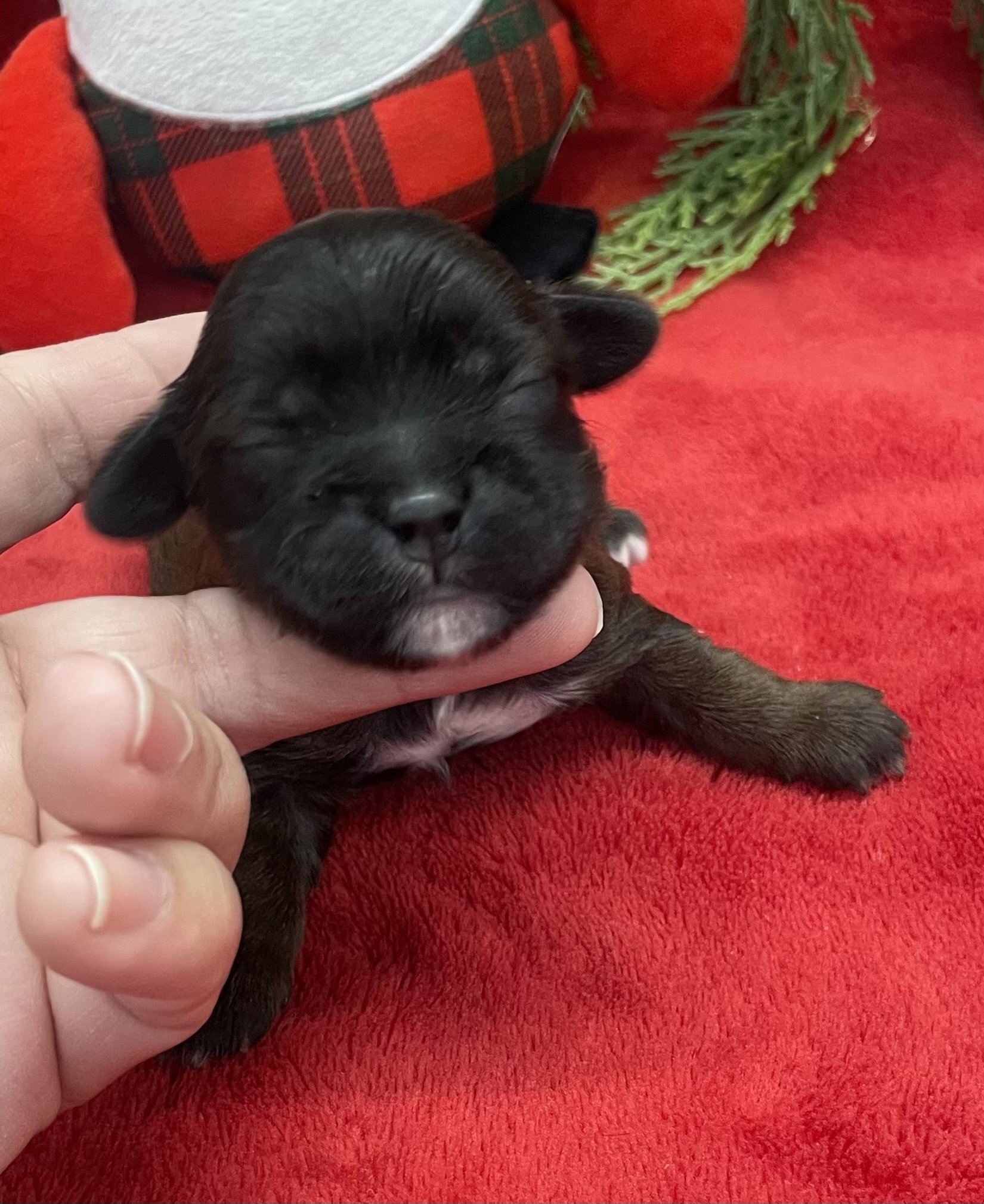Amery female CKC Shihpoo
