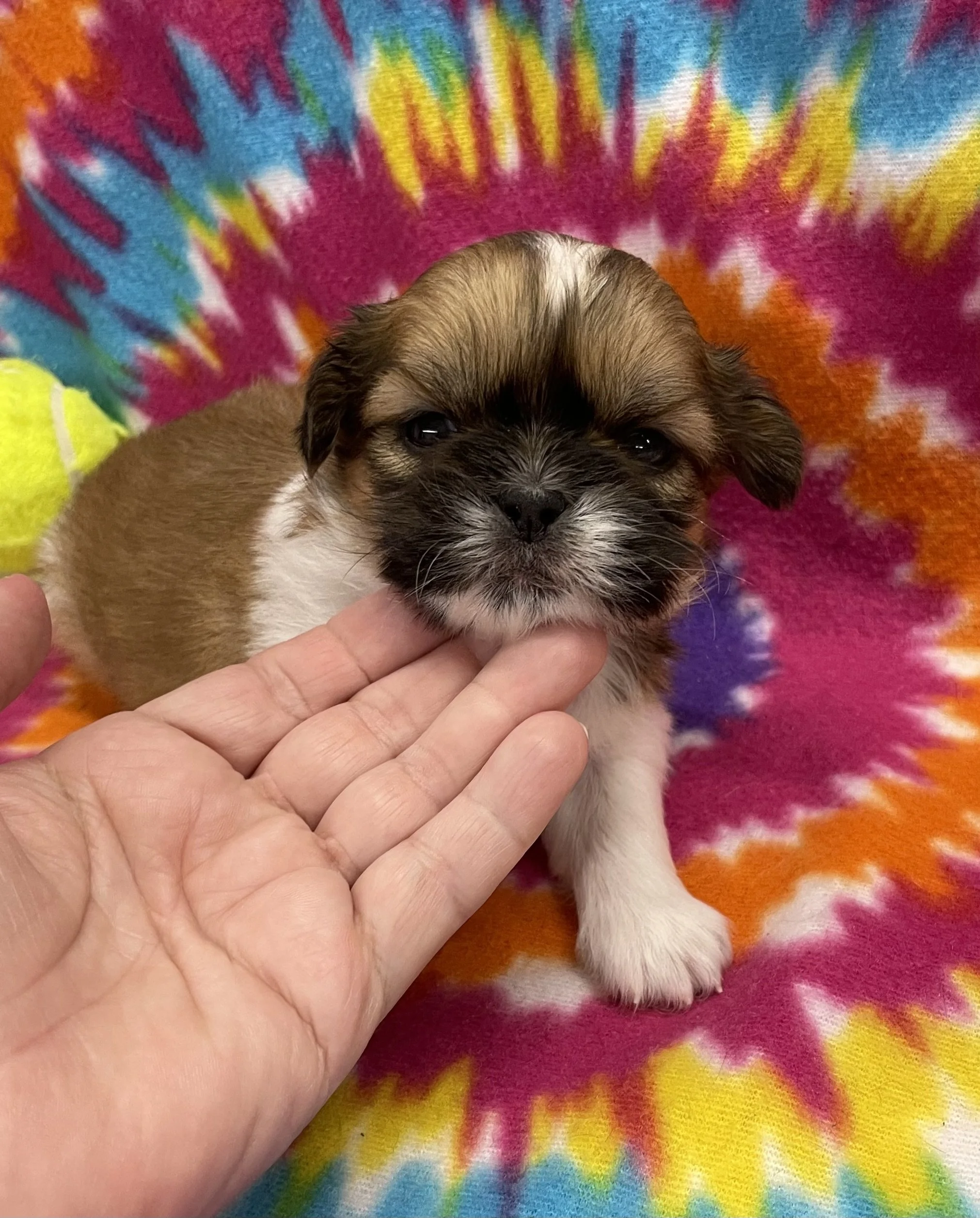 Otto male CKC Shih Tzu