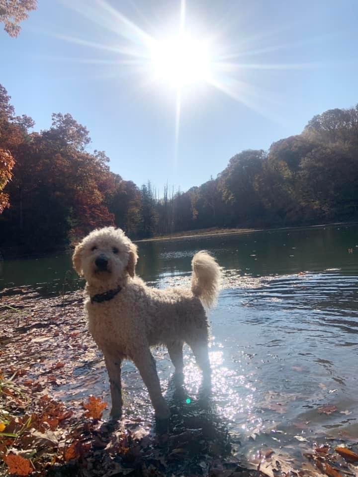 Bichon frise, toy poodles, mini goldendoodles, Orleans, Bedford, Indiana