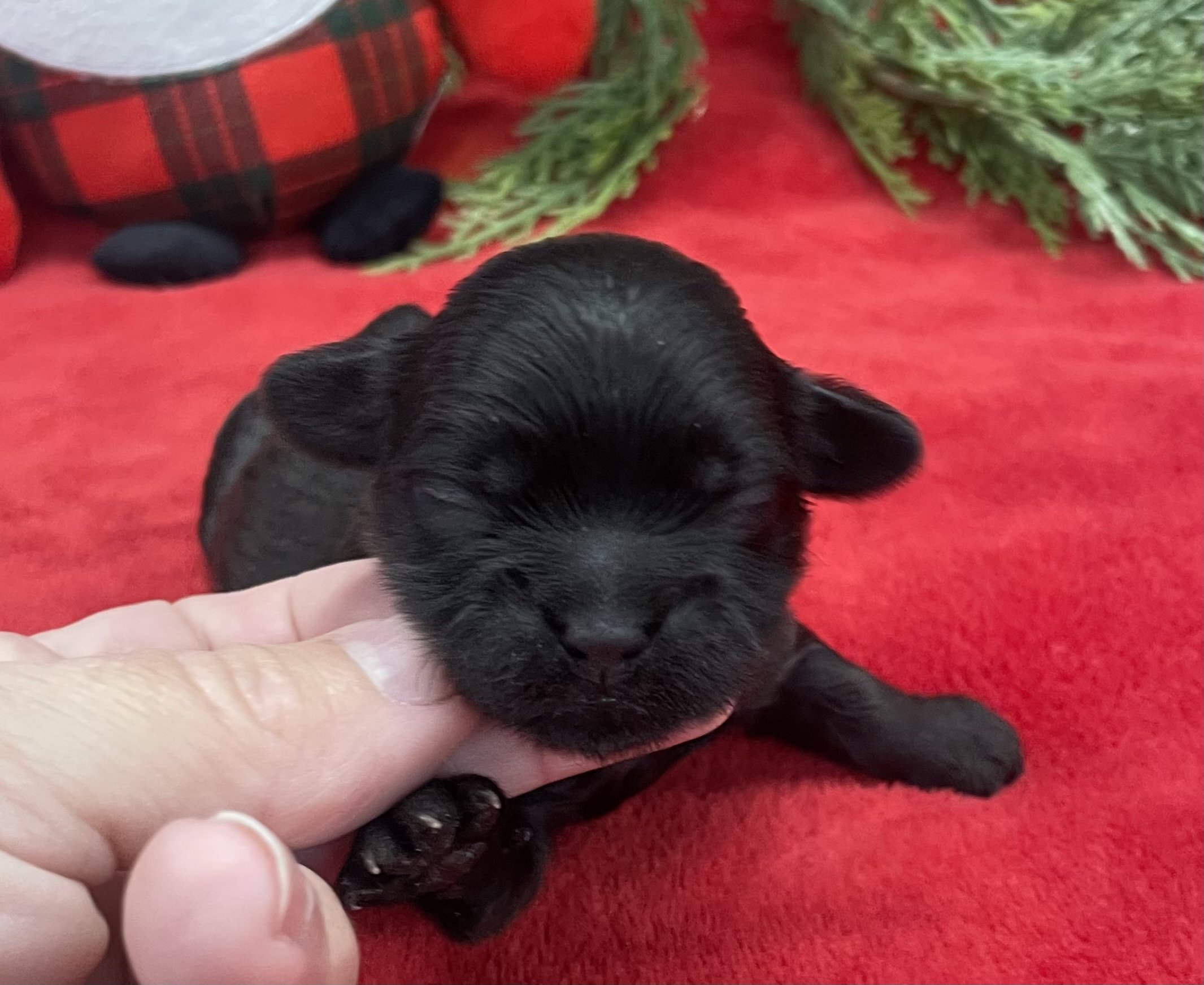 Violet female CKC Shihpoo