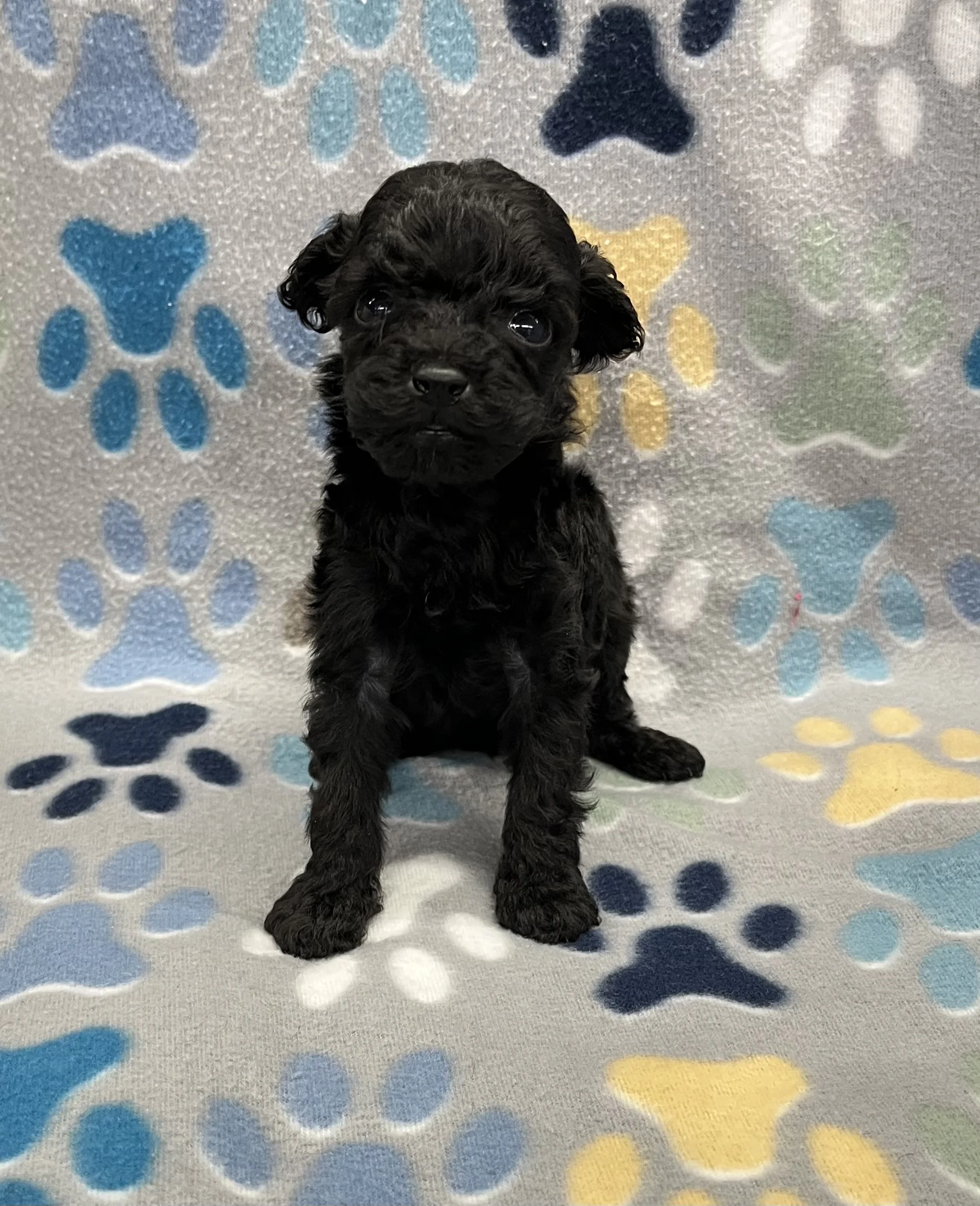 Baxter male CKC Poodle