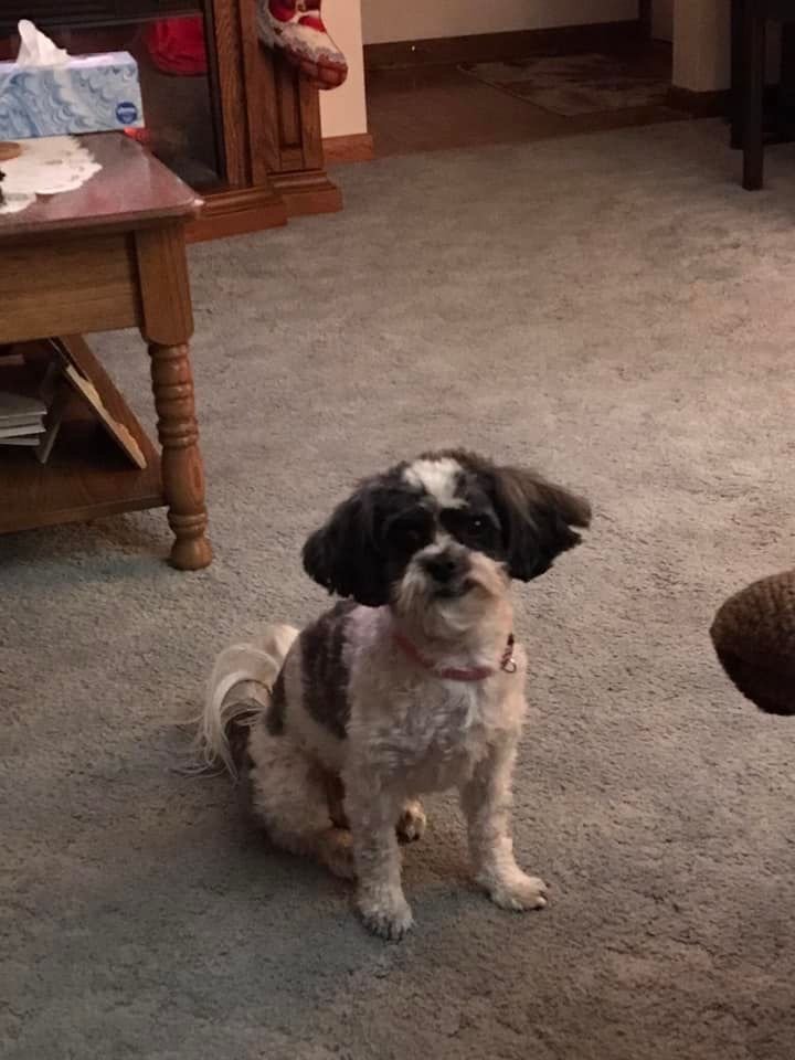 puppies near me, toy poodles, shichon, bichon frise puppy, toy poodle puppy.