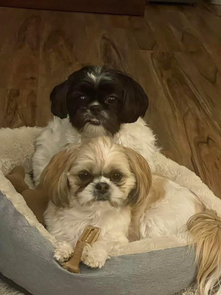 Shih Tzu puppy for sale. Shih-Tzu puppies for sale near me. Bedford, Indiana. Orleans, Indiana. French Lick Indiana. West Baden Indiana.