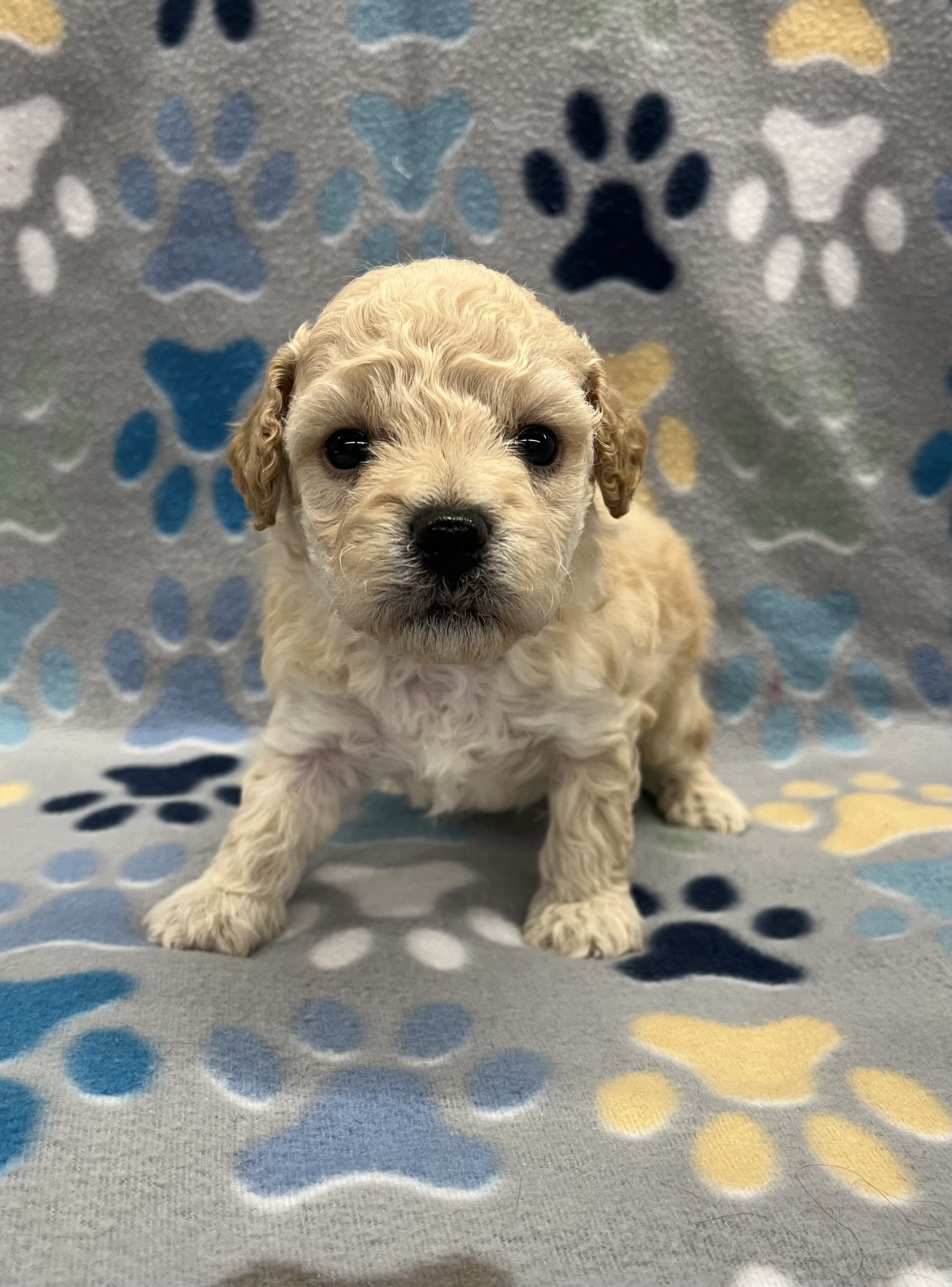 Mack CKC male Poochon
