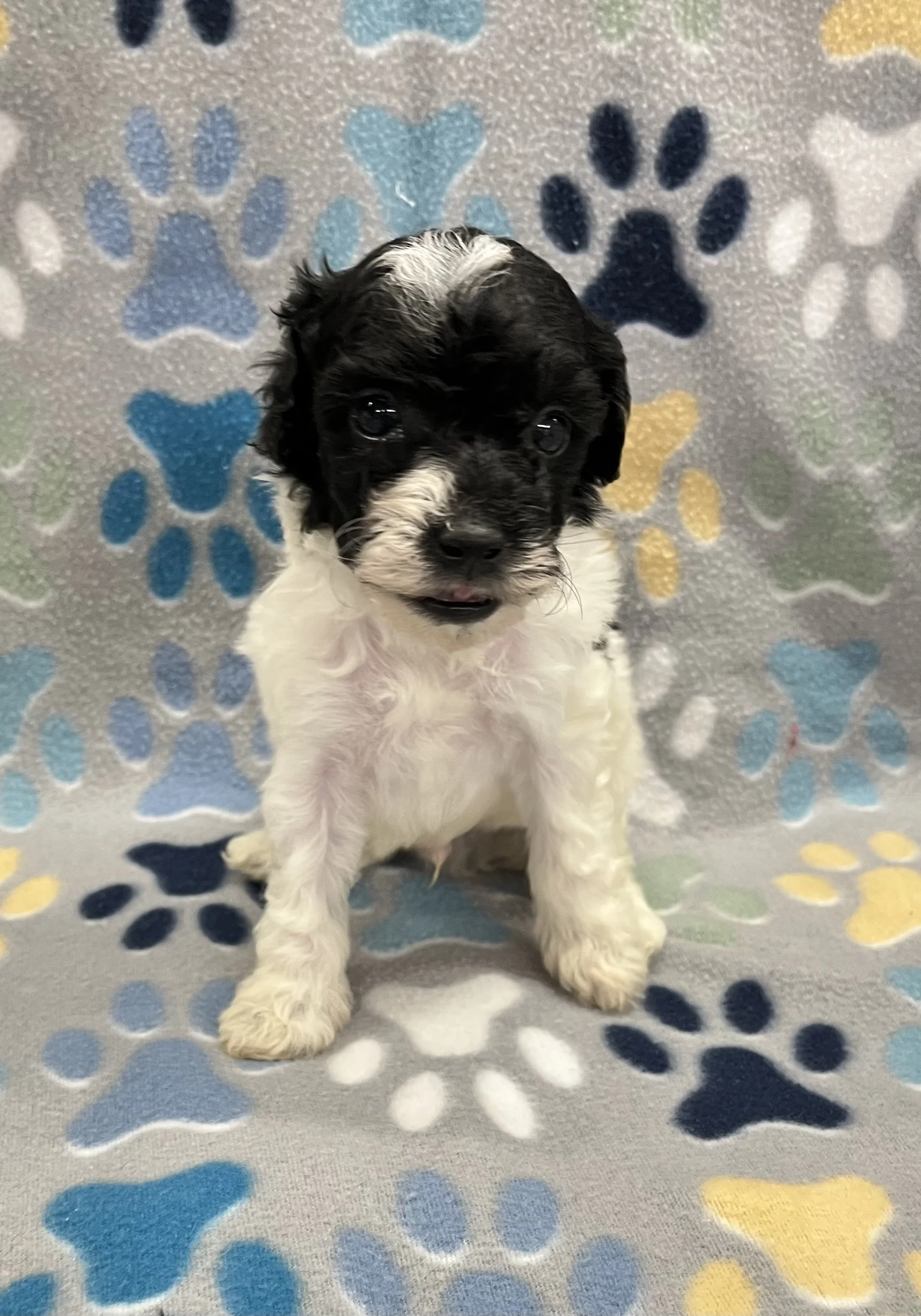 Archie male CKC Poodle