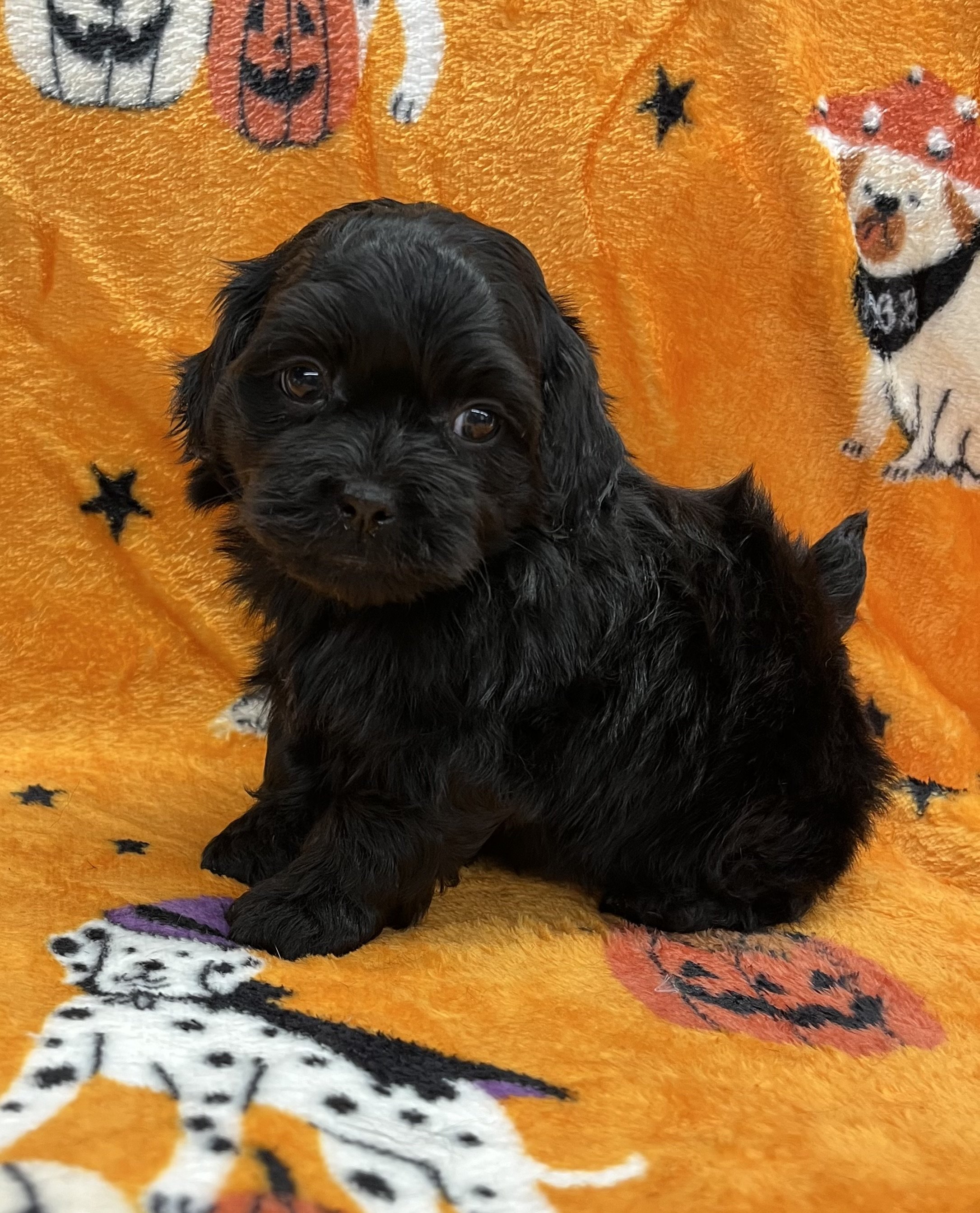 Kirby male CKC Shihpoo