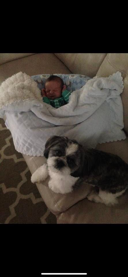 Puppy grooming. Bedford, IN 47421, breeder near me puppies Bloomington, Solsberry, Spencer, Ellettsville.