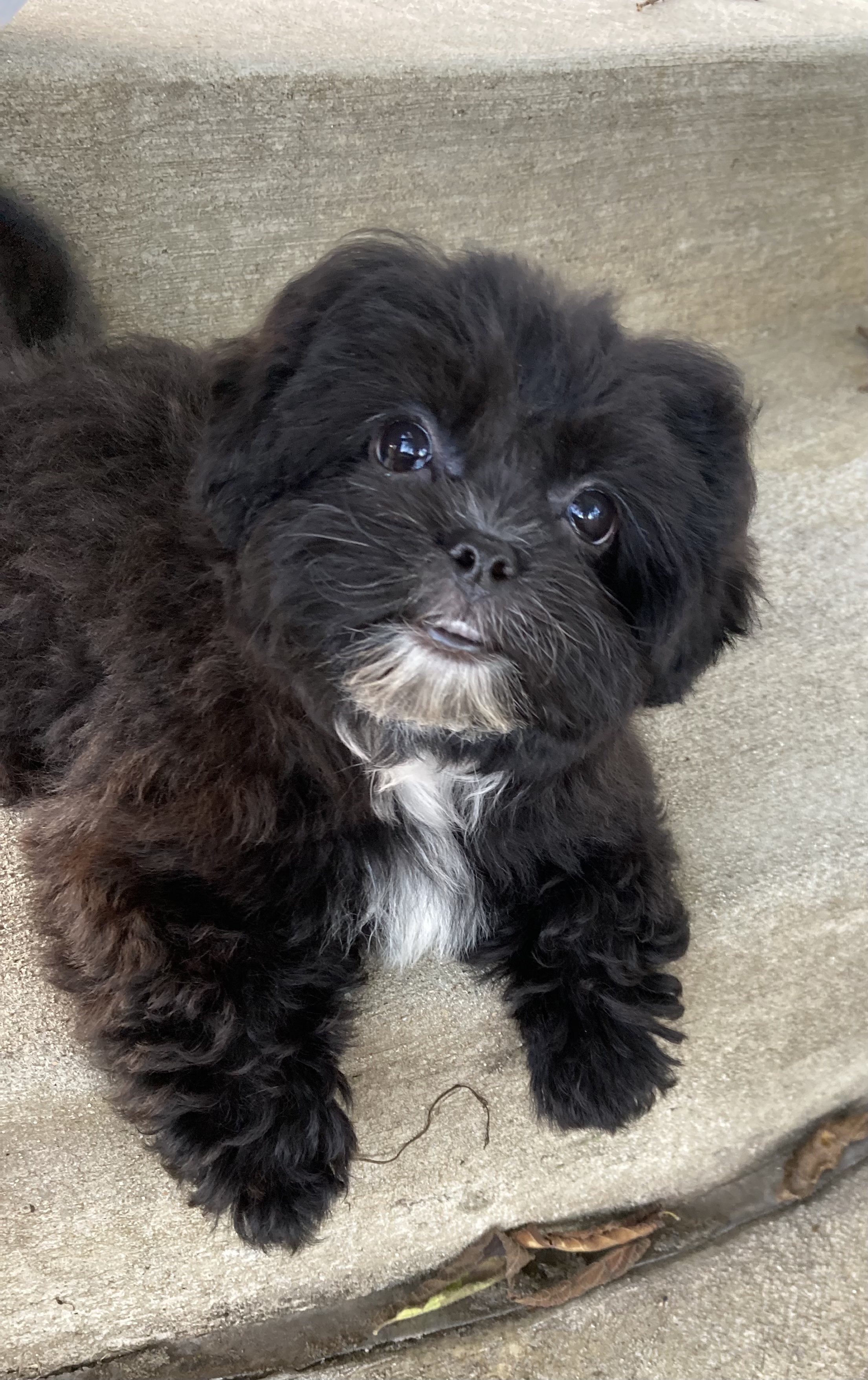 Orleans, Indiana, Bedford, Indiana groomer breeder puppies F1B M1B puppies for sale Toy Poodle Shichon, Bichon Frise, Mini-Goldendoodle, goldendoodle puppy.