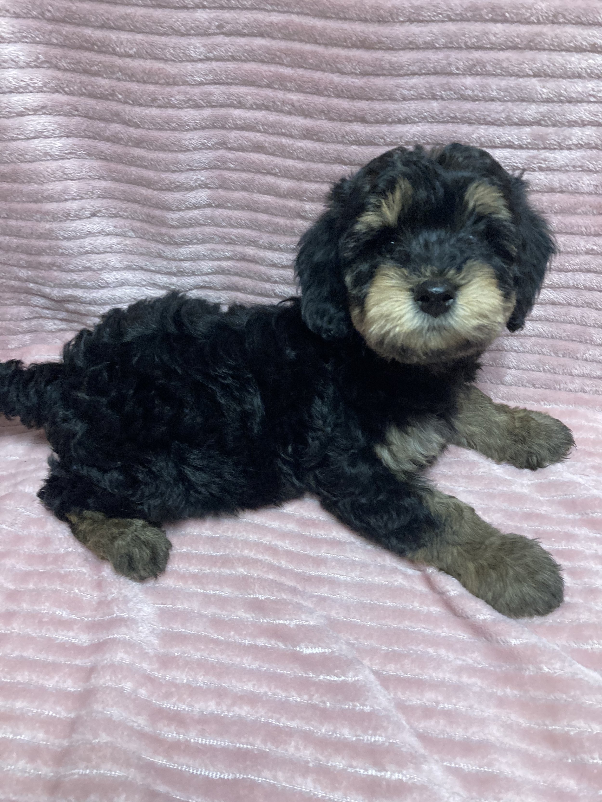 Puppies for sale near me Orleans, Indiana French Lick, Indiana. Mini goldendoodles, Shichons, Bichon Frise.