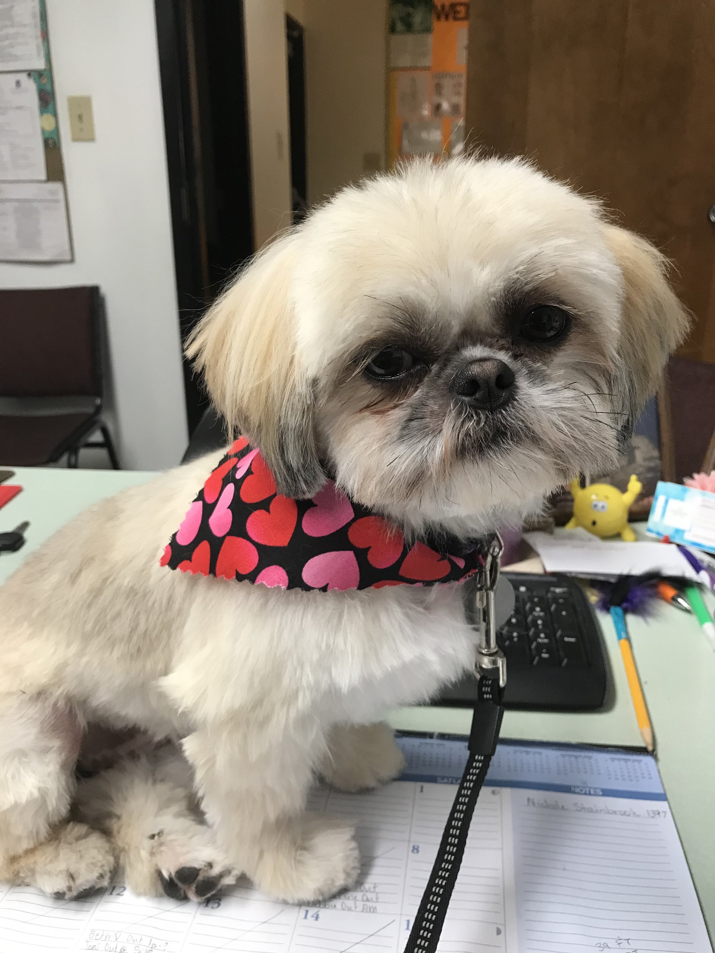 Lawrence County. 47421. puppies near me, toy poodles, shichon, bichon frise puppy, toy poodle puppy.