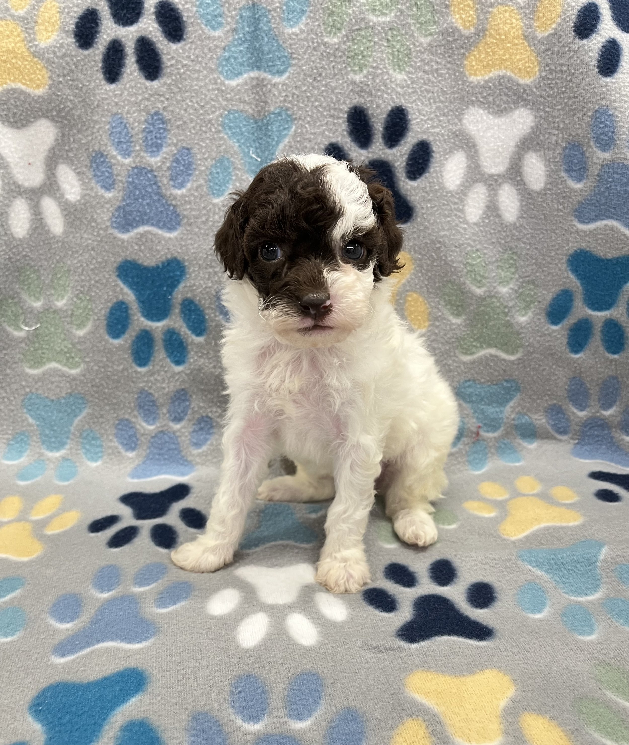 Honey female CKC poodle