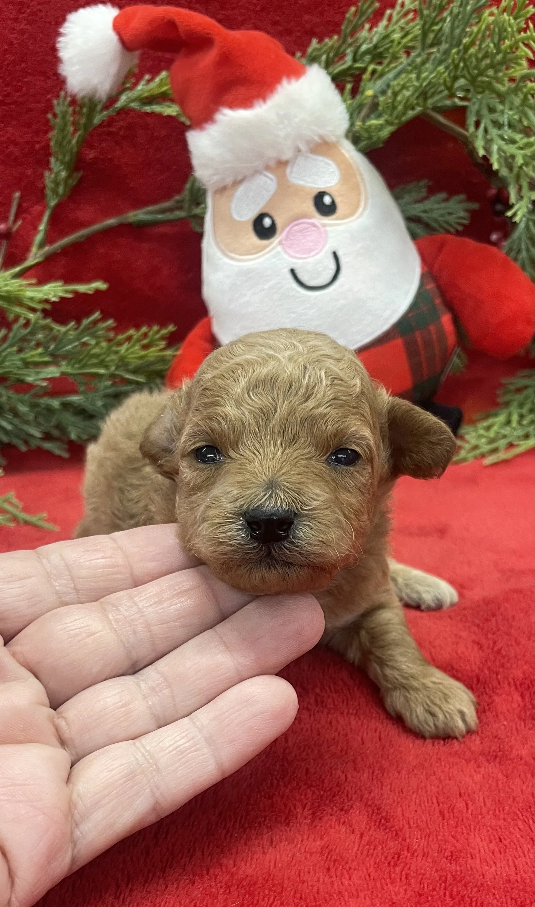 Sugar female CKC Poodle